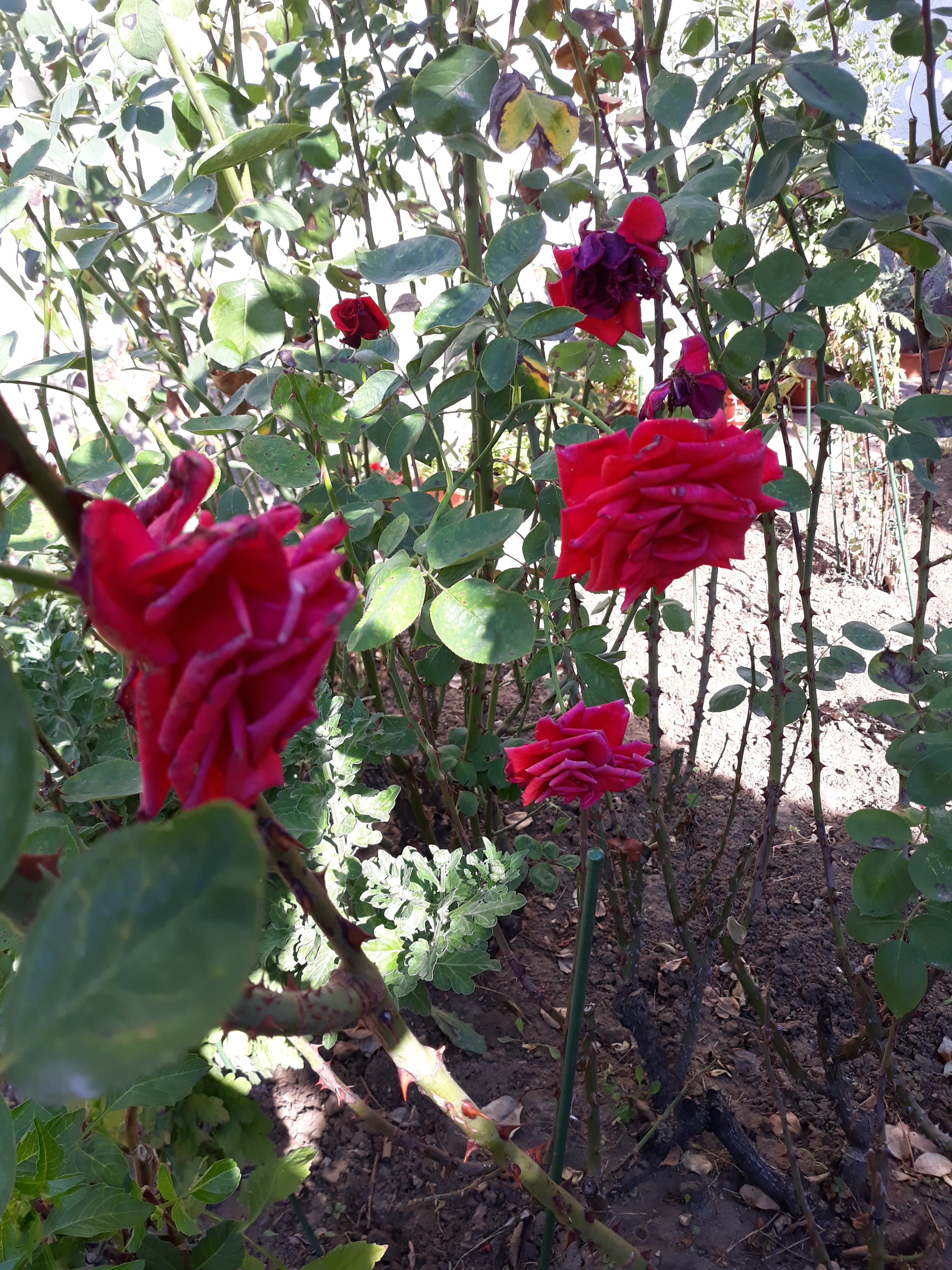 20191015_122752.jpg