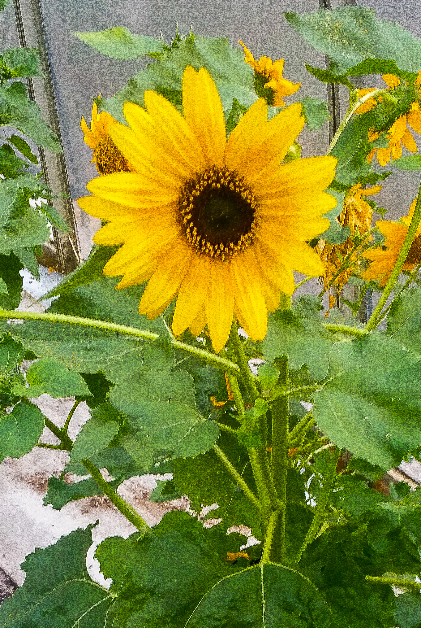 Steemit profile picture for @gardeners