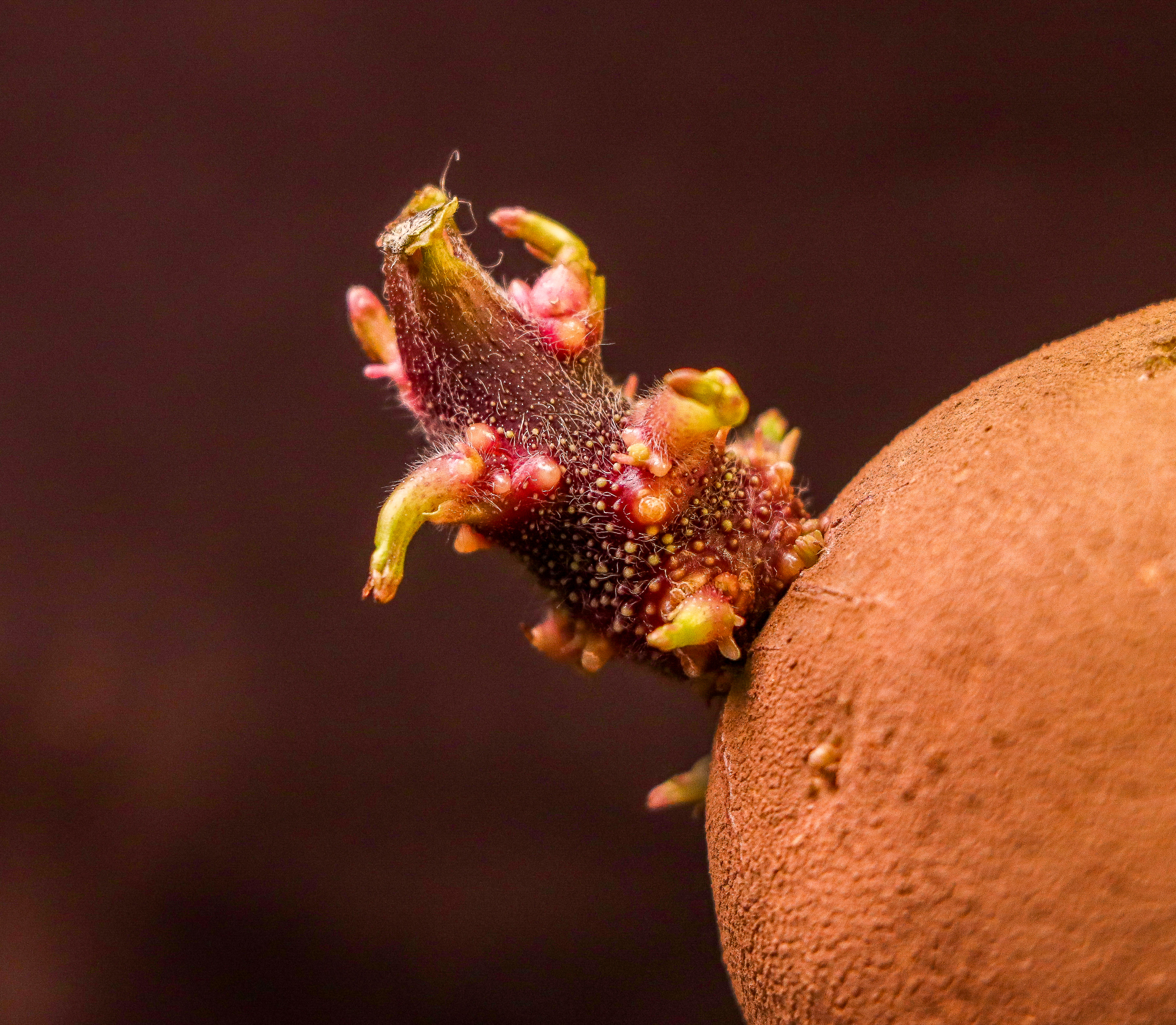 2.4.19 Goldrush Light Sprout 3.jpg