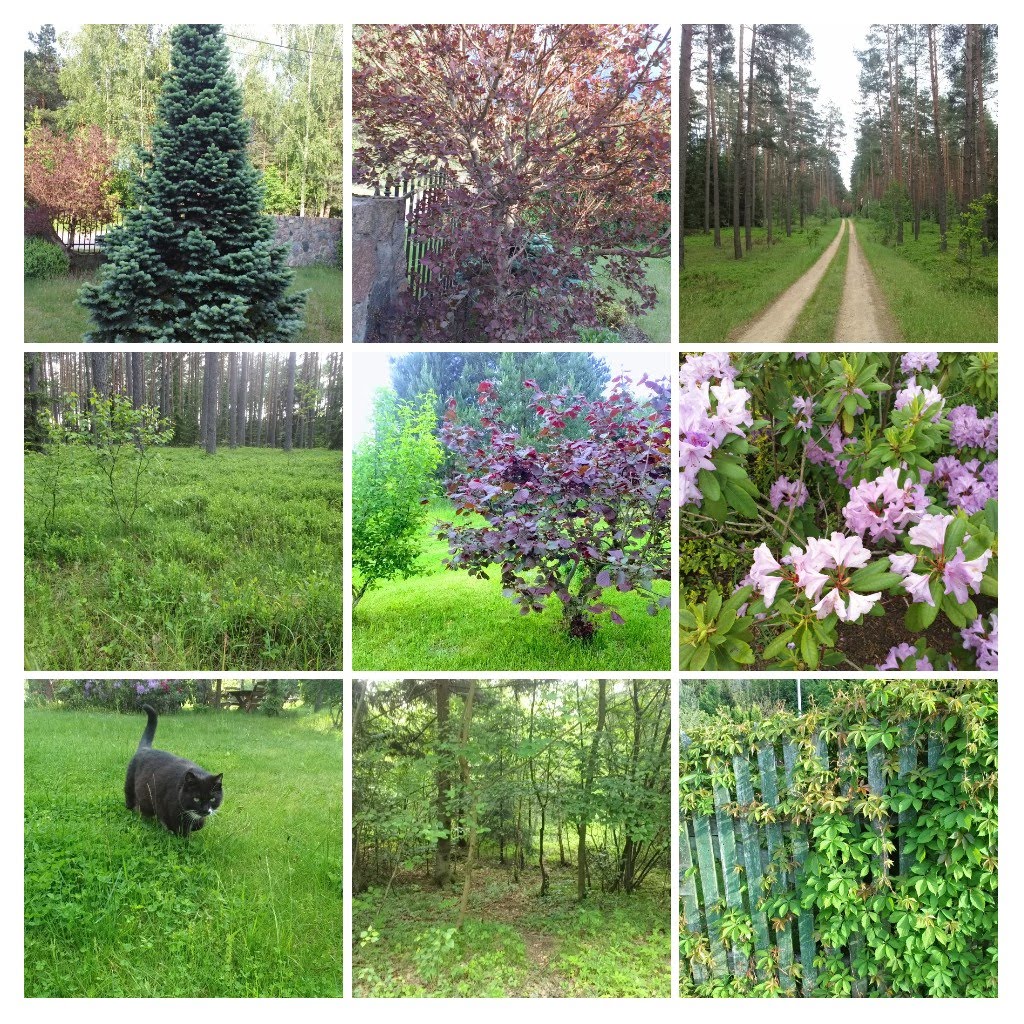 20190601_191740COLLAGE.jpg