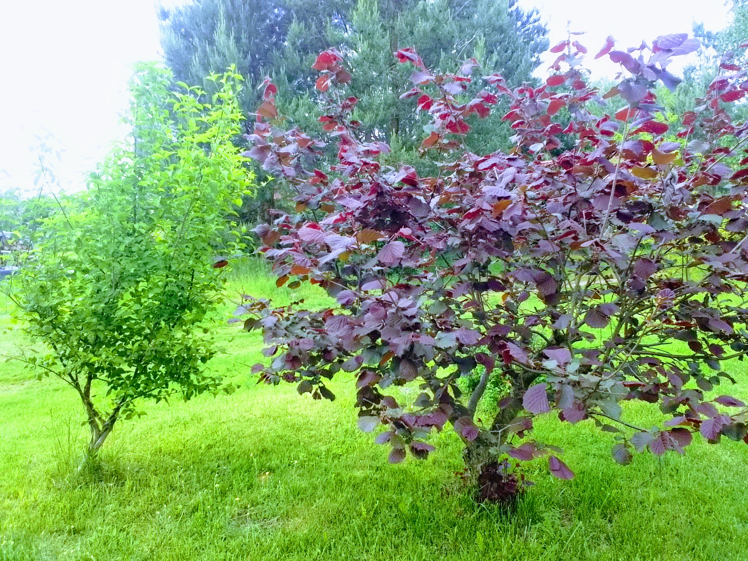 IMG_20190601_181412EFFECTS.jpg