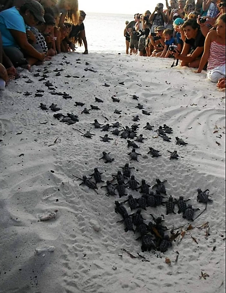 new born turtles Zakynthos.png