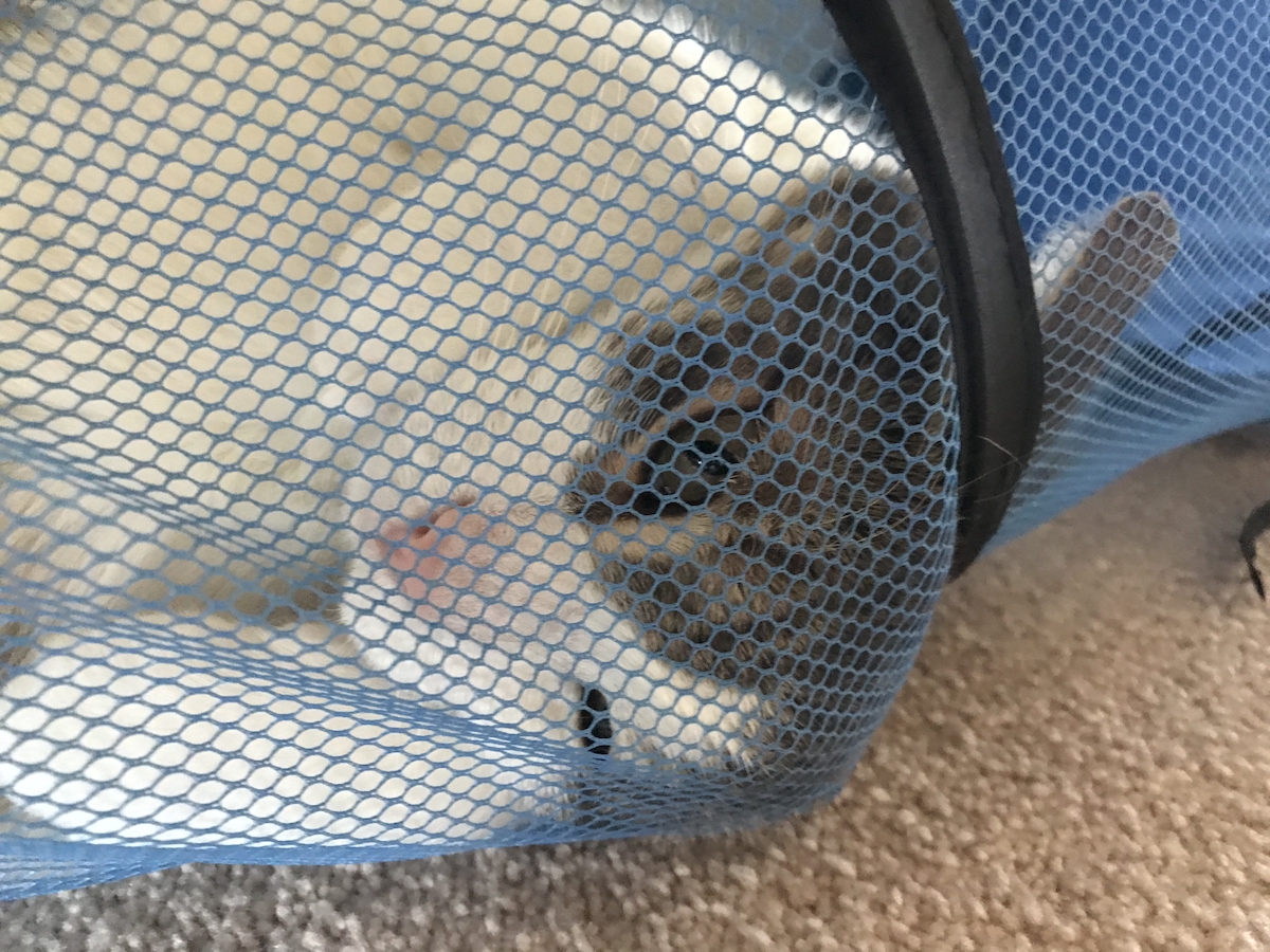 4tigerfacetunnel.jpg