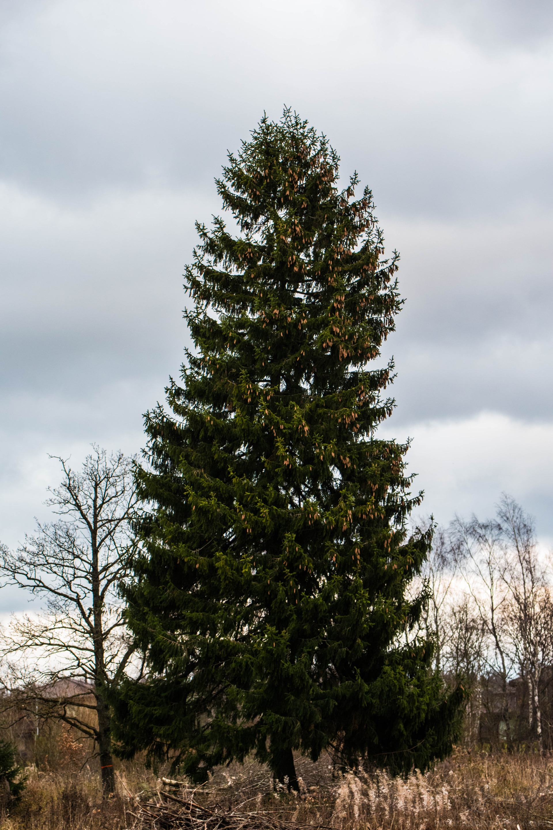 DSC_0041.jpg