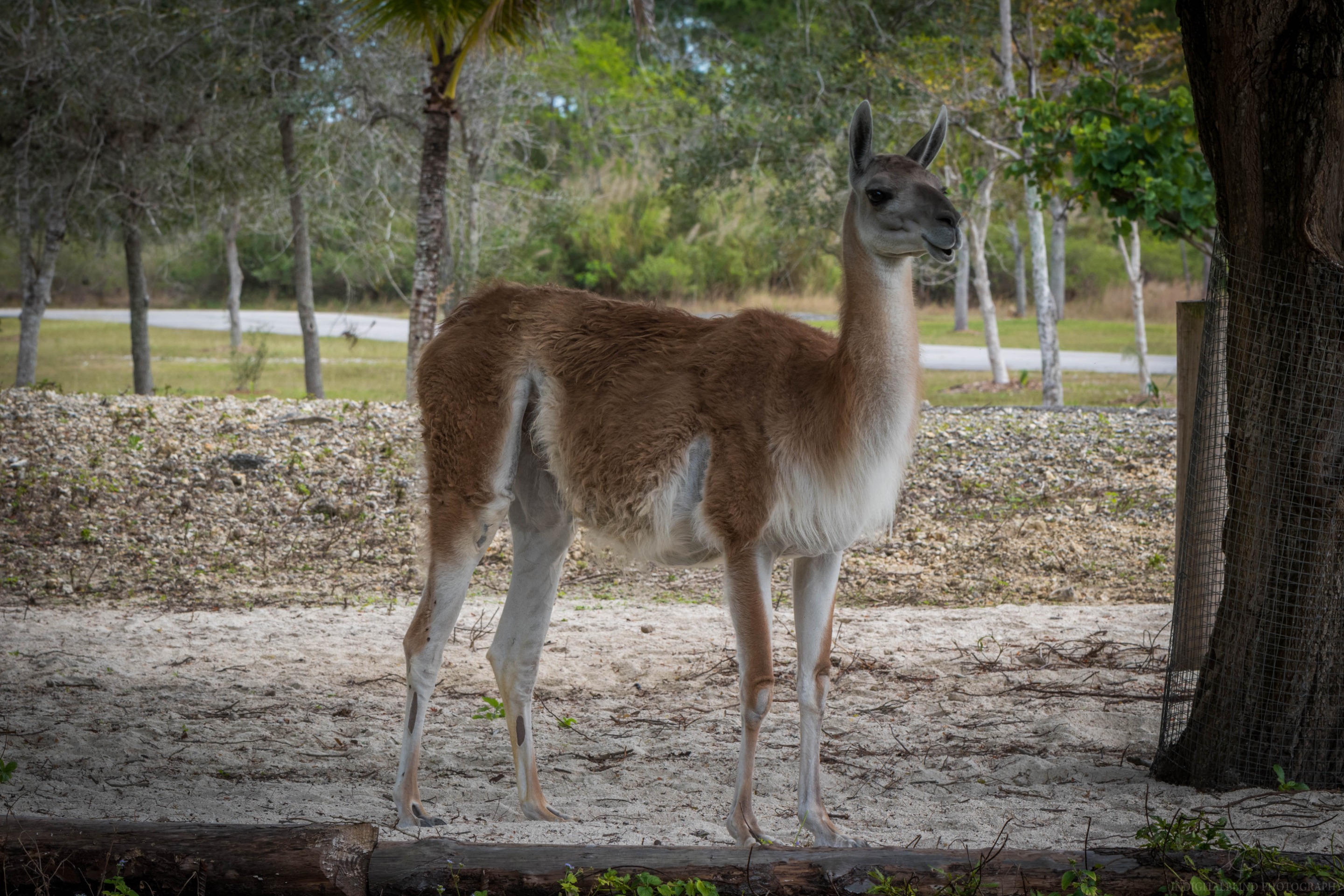 DSC_0116.jpg