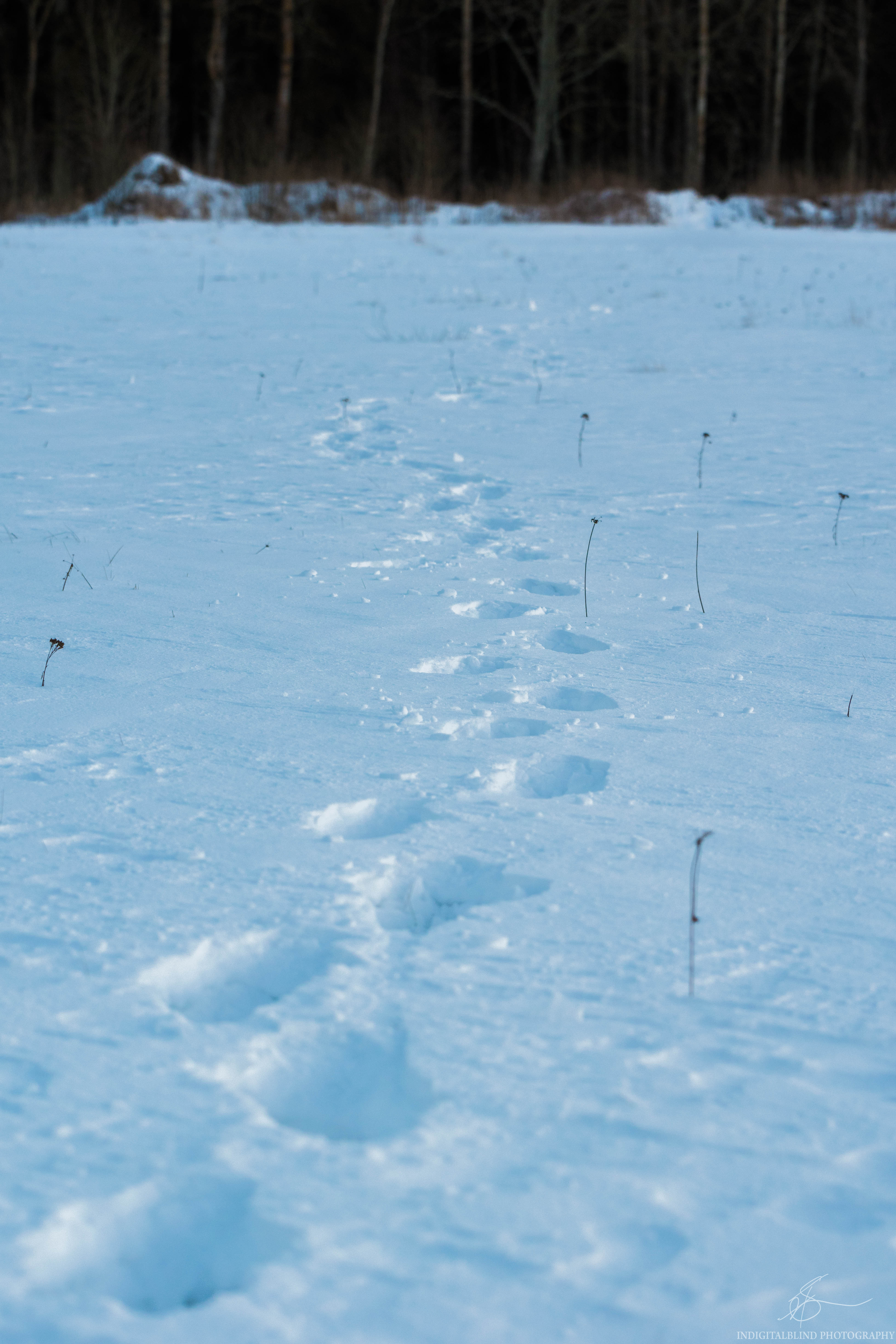 DSC_0431.jpg