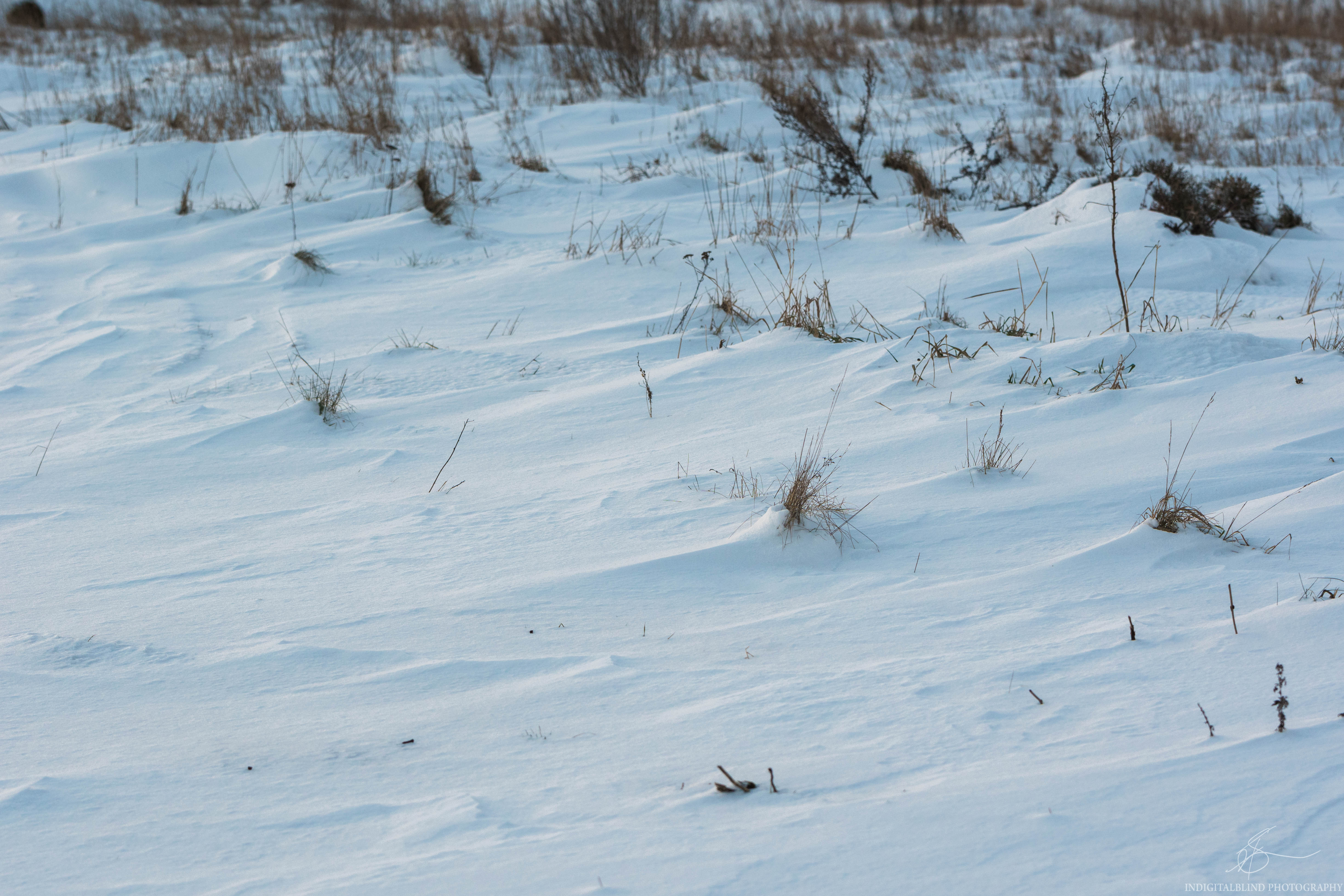 DSC_0445.jpg
