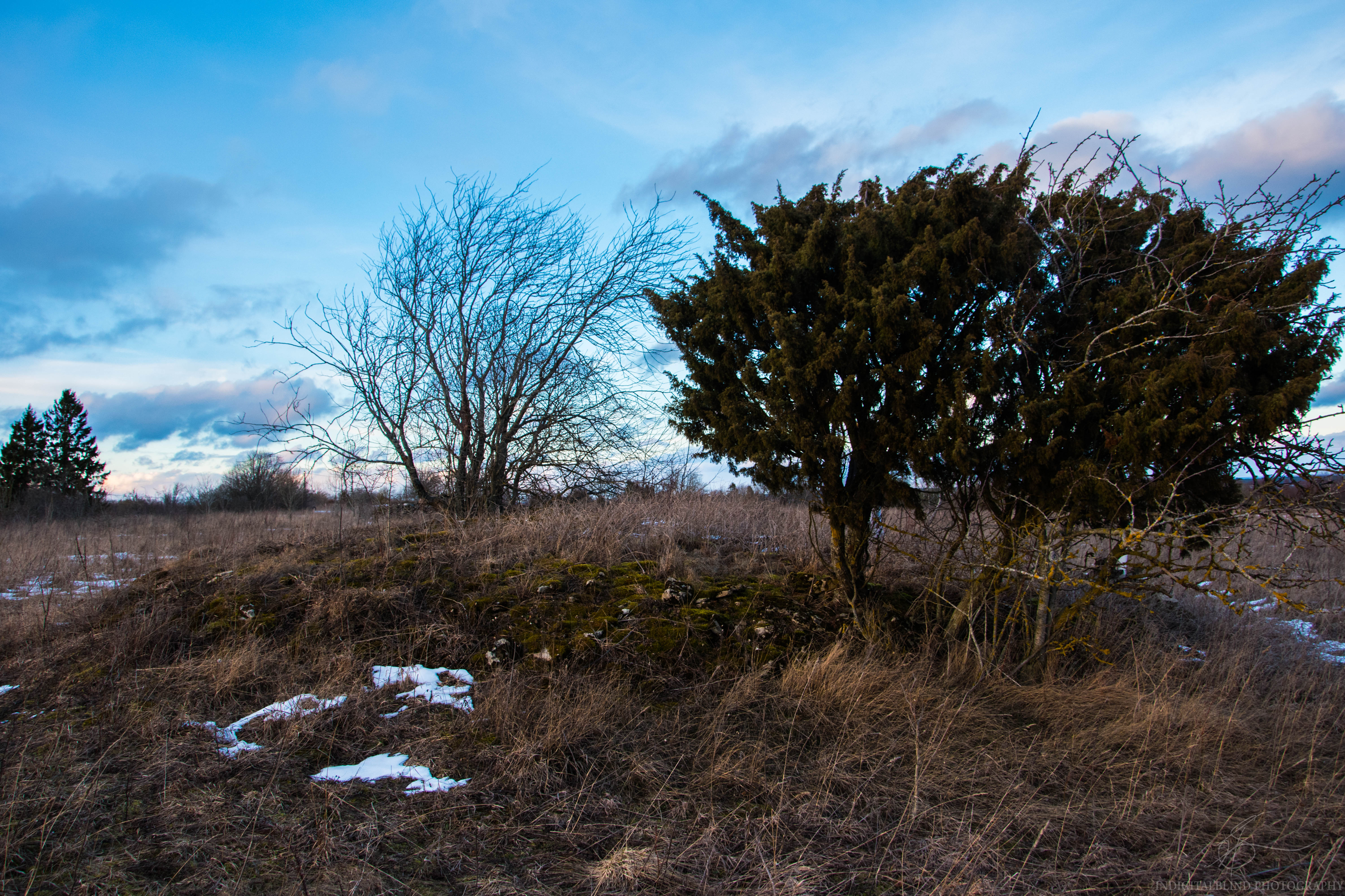 DSC_0091.jpg