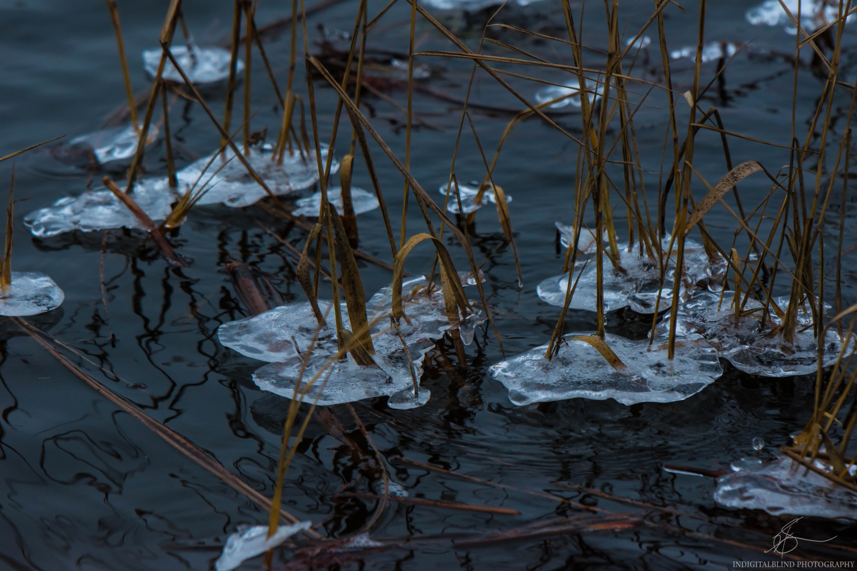DSC_0008.jpg