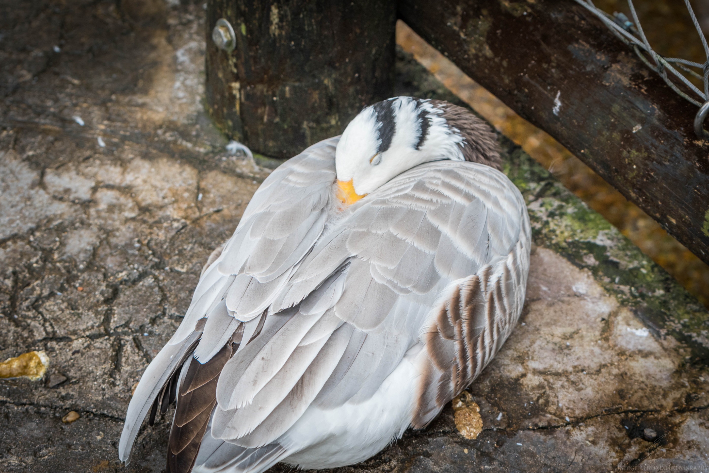 DSC_0151.jpg