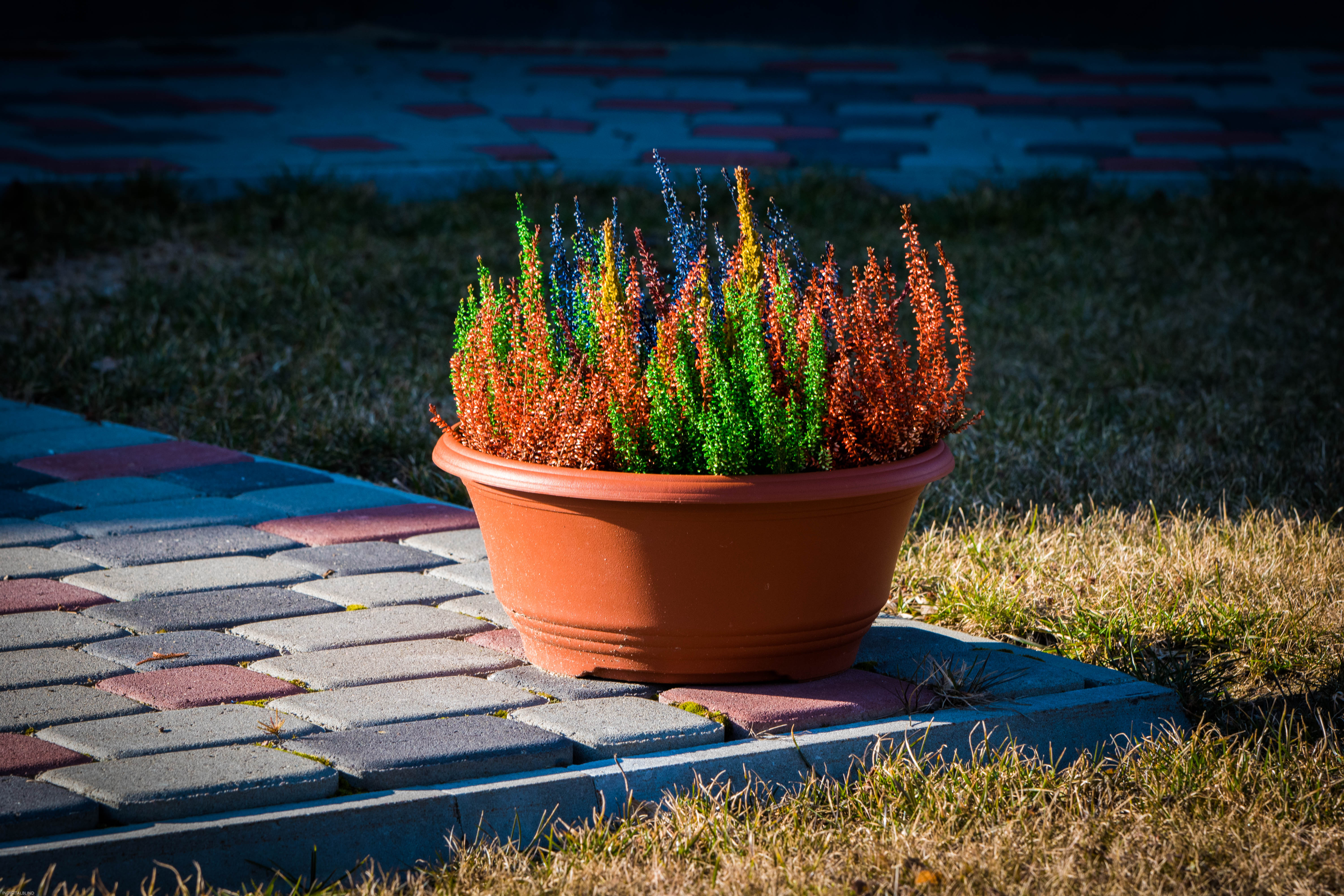DSC_0034.jpg