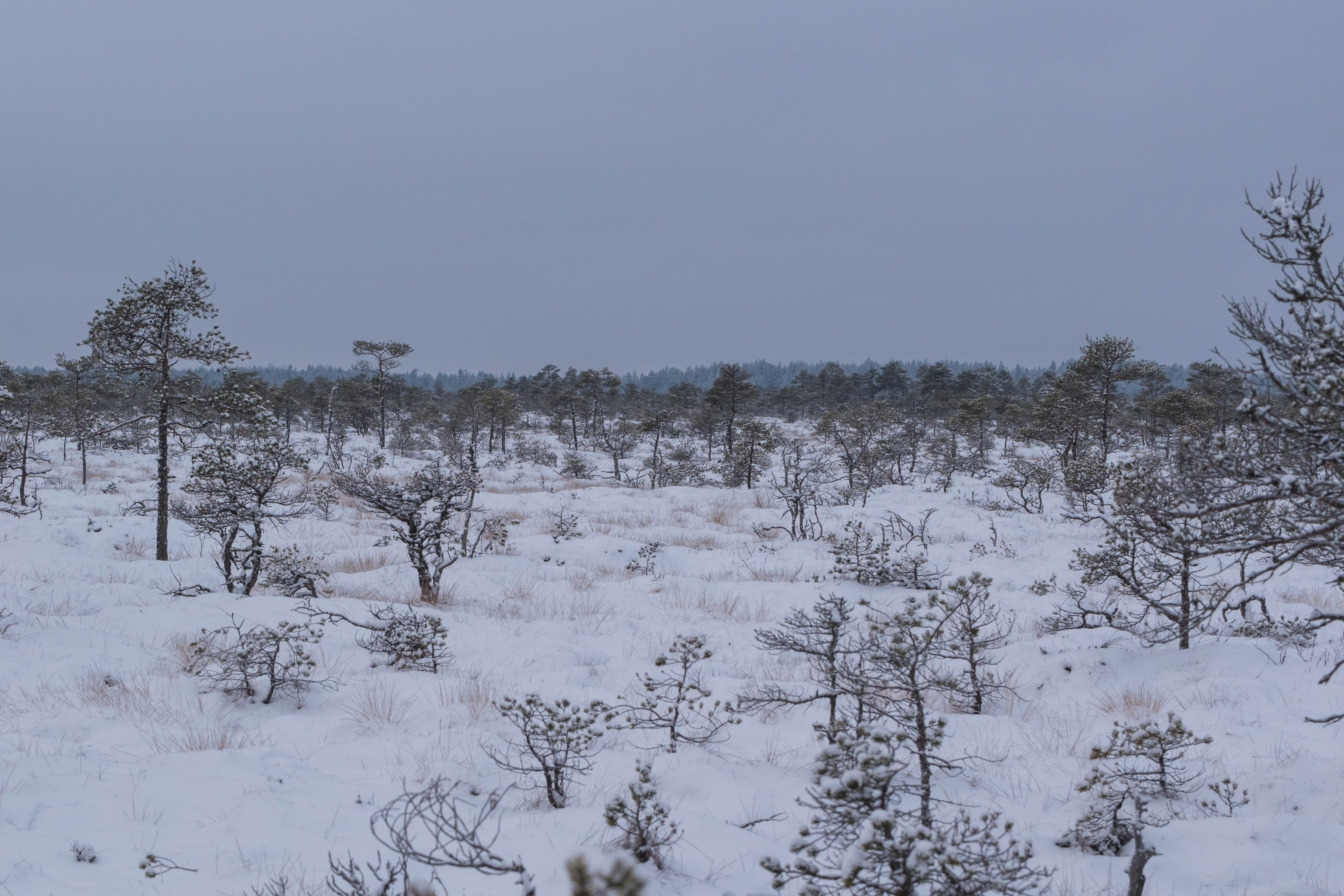 DSC_0005.jpg