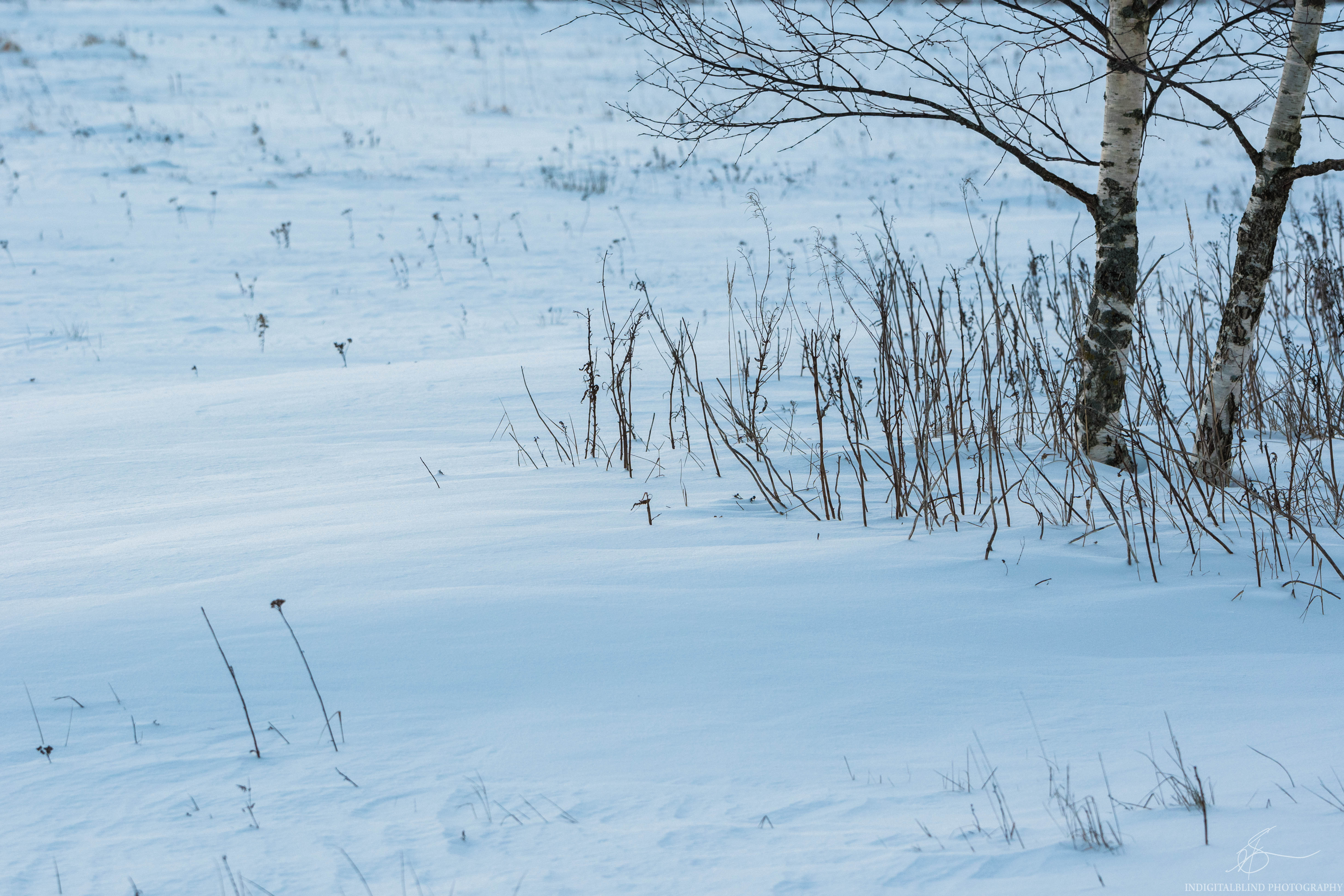DSC_0434.jpg