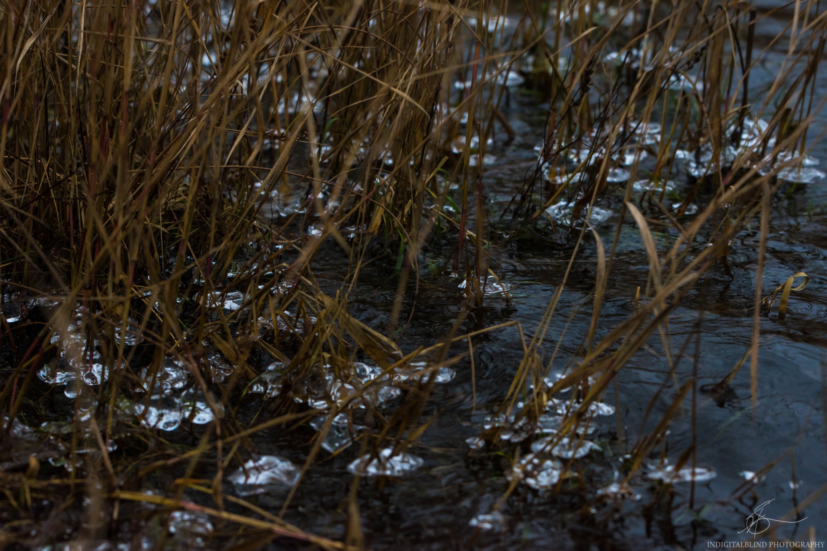 DSC_0007.jpg