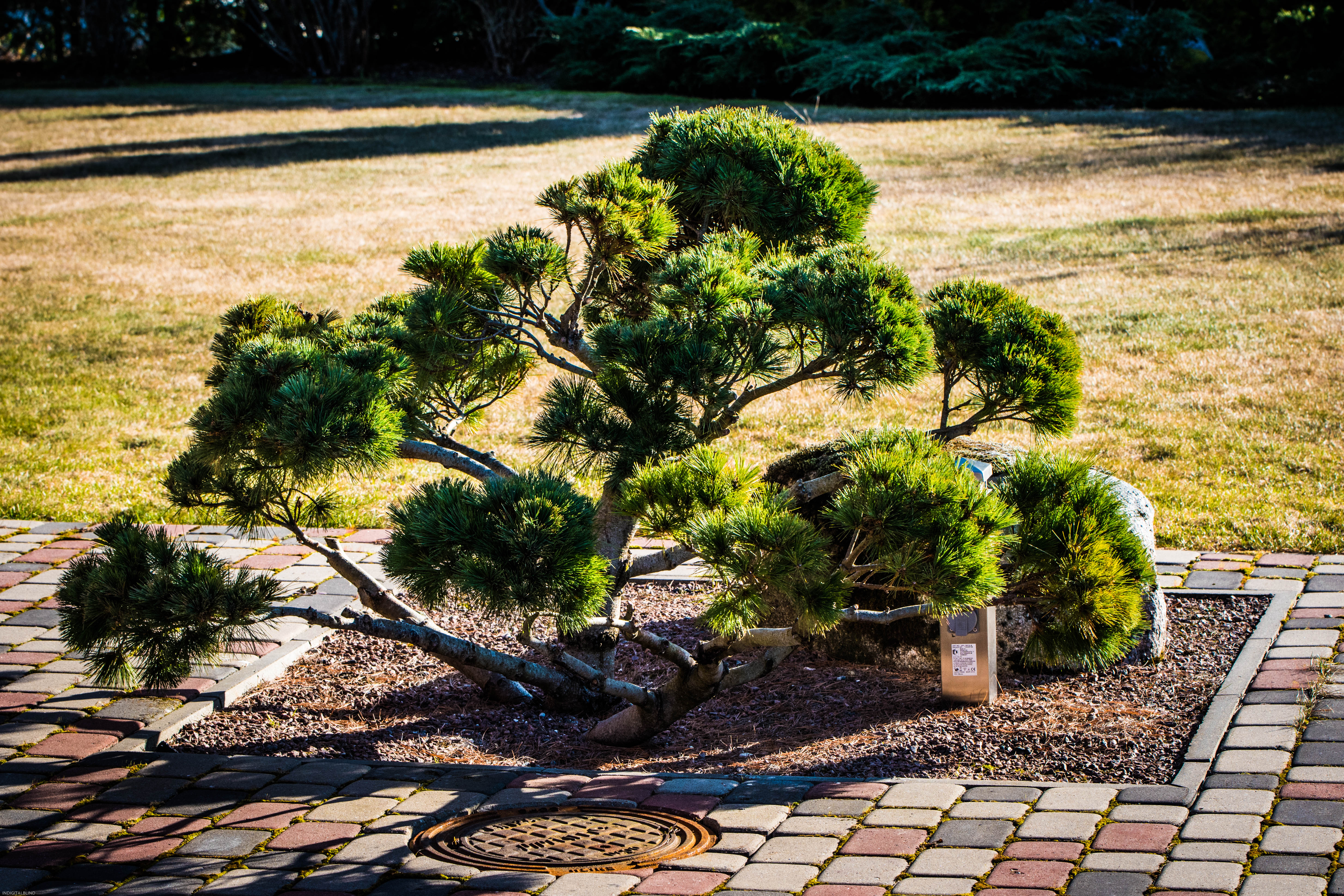 DSC_0037.jpg