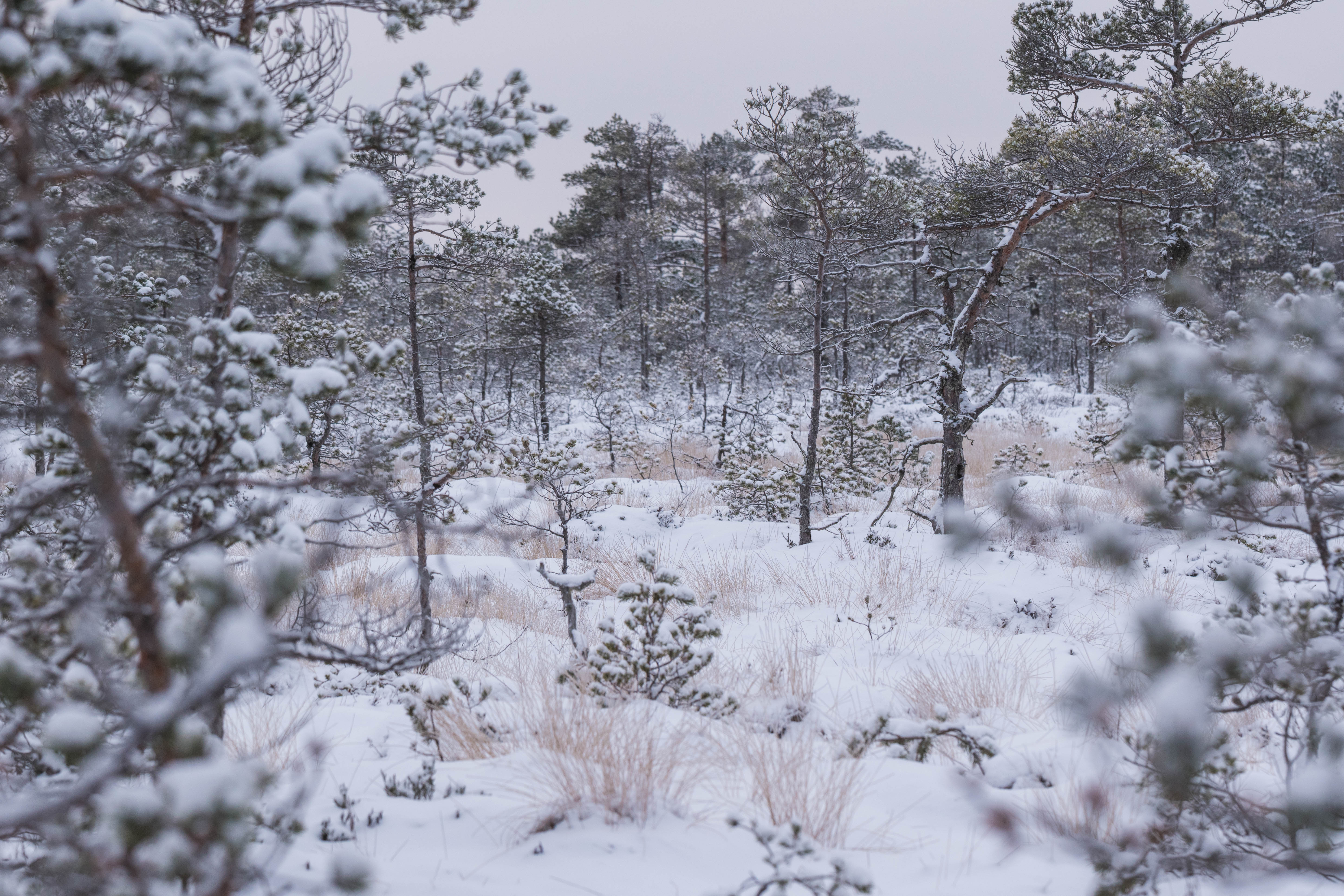 DSC_0016.jpg