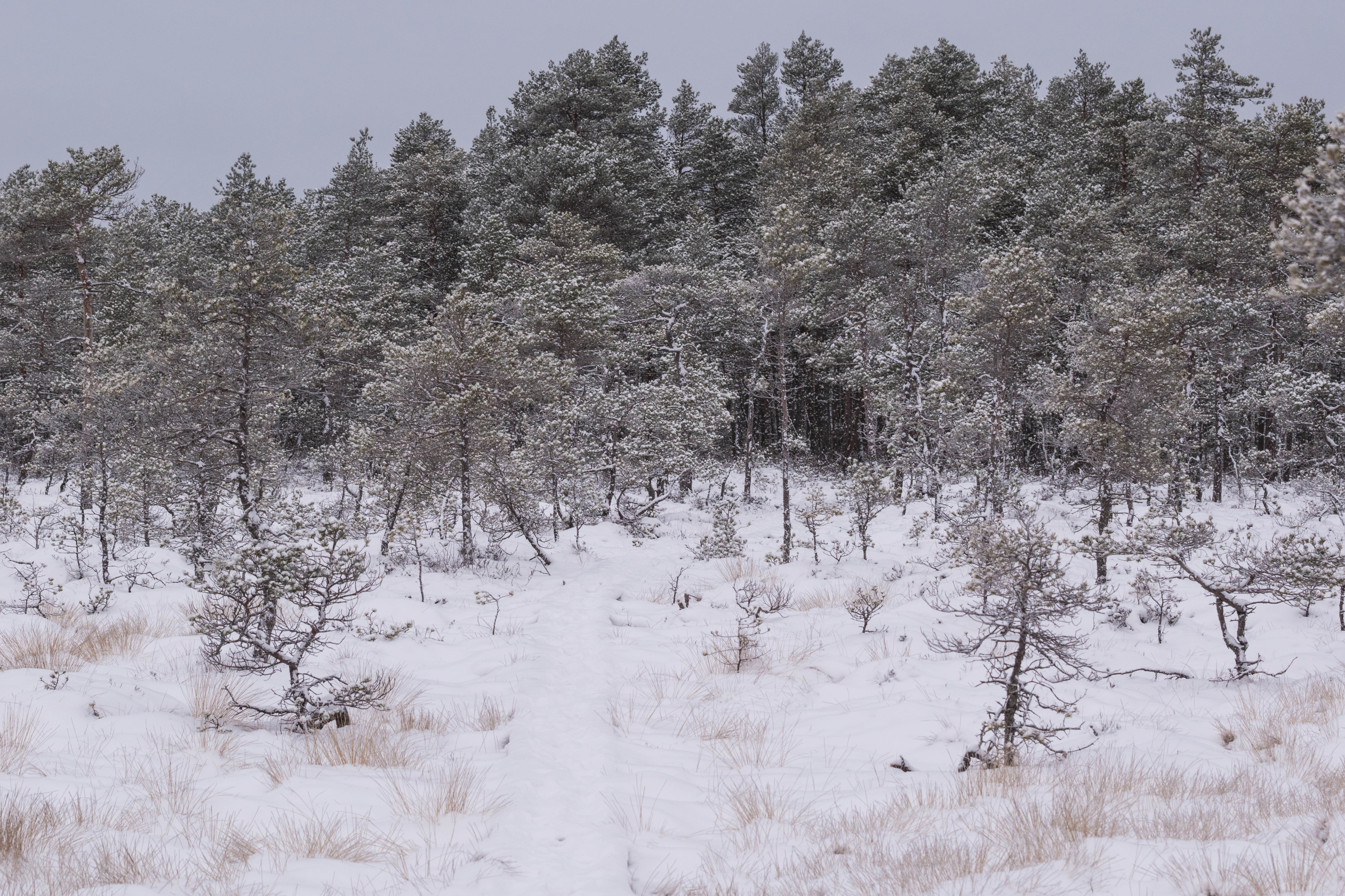 DSC_0010.jpg