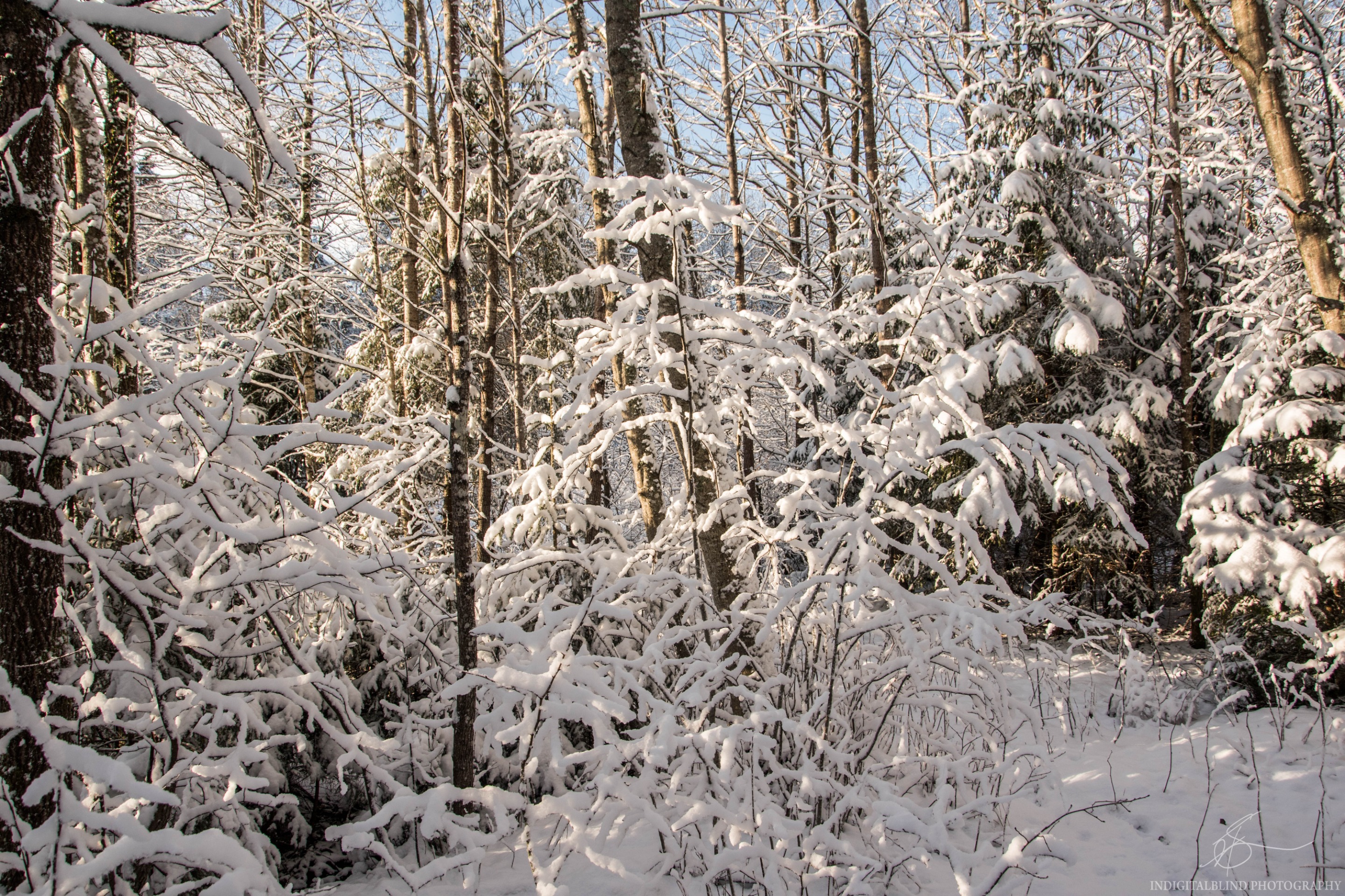 DSC_0090.jpg