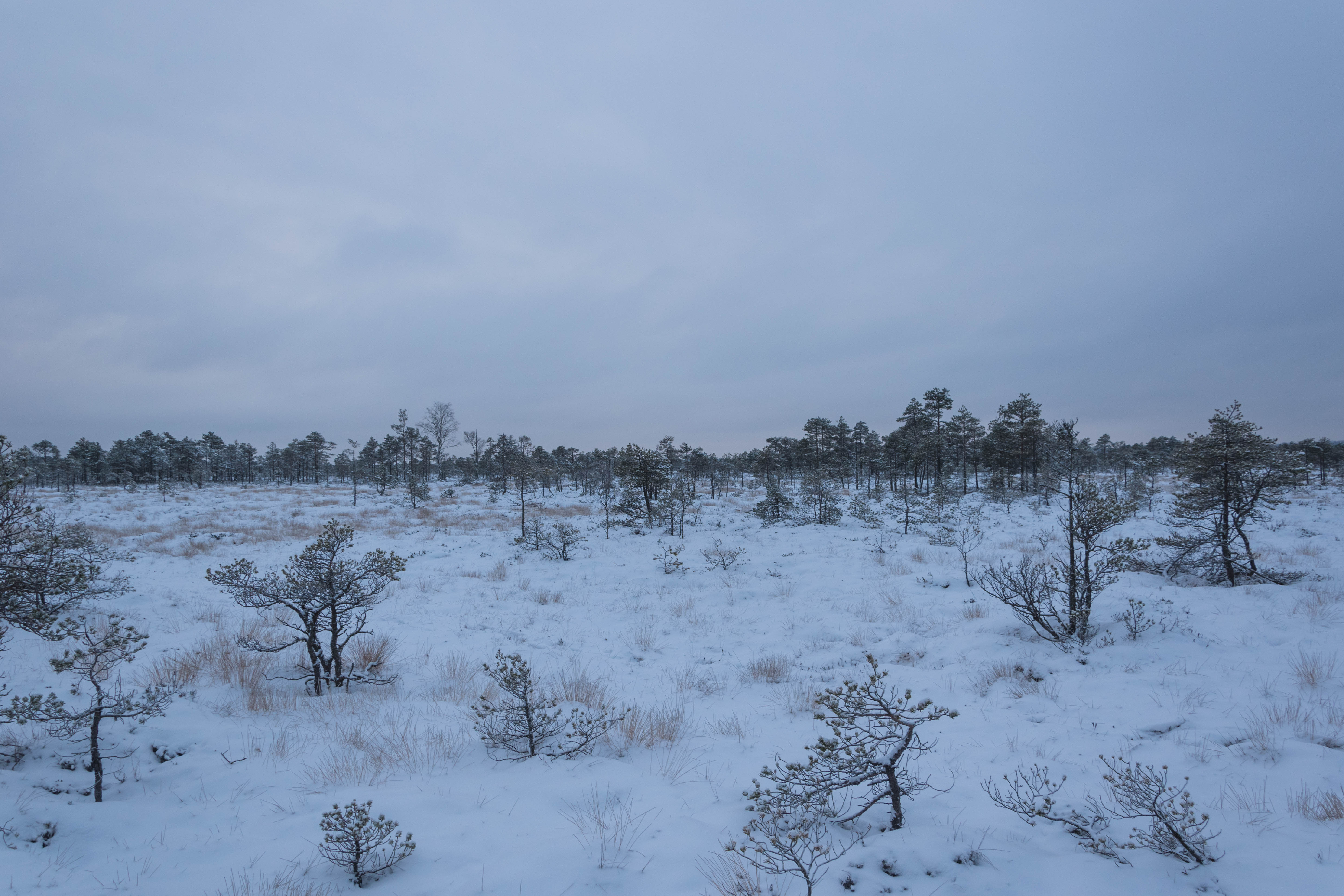 DSC_0017.jpg