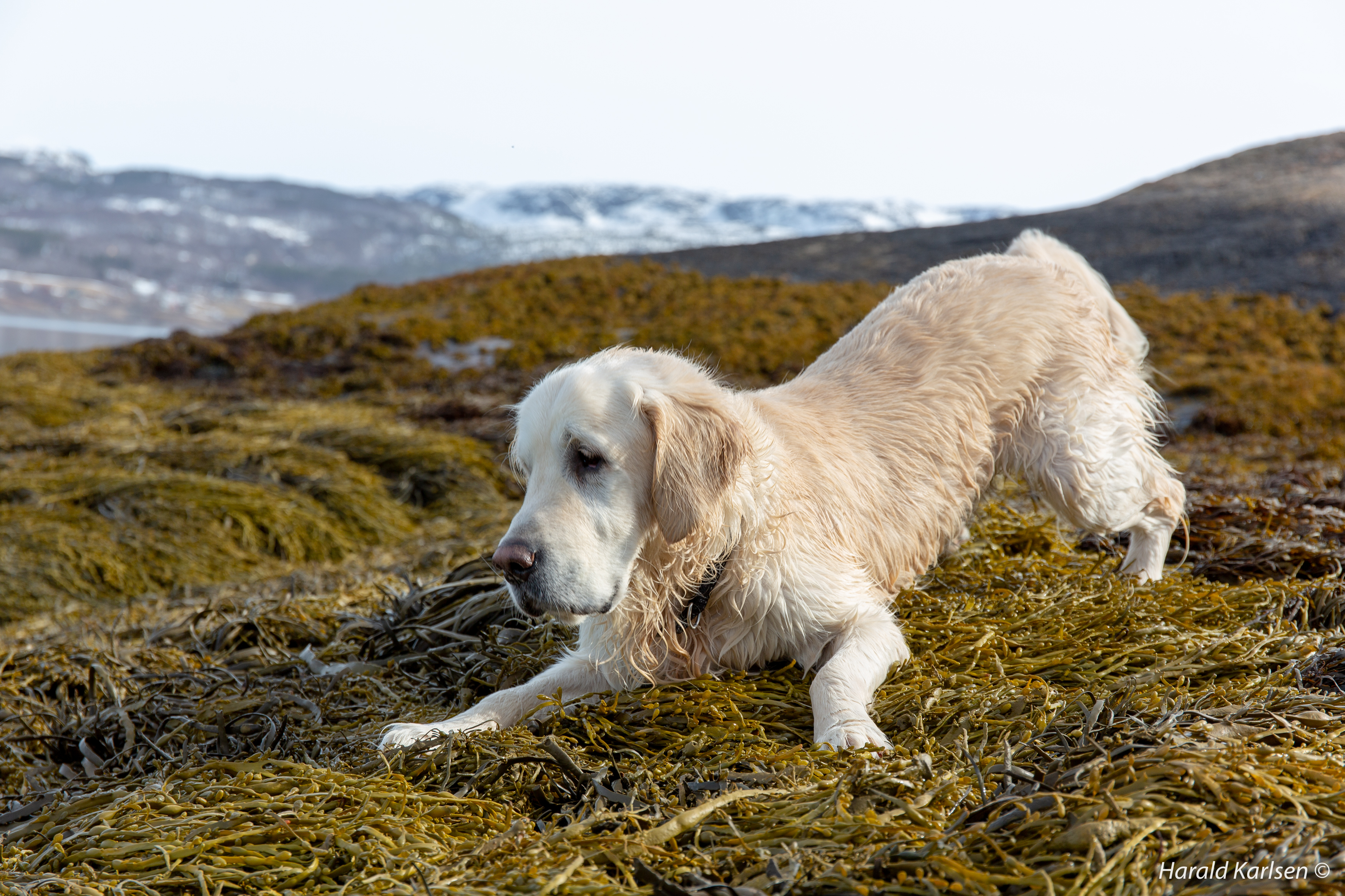 Nero 5 år2.jpg