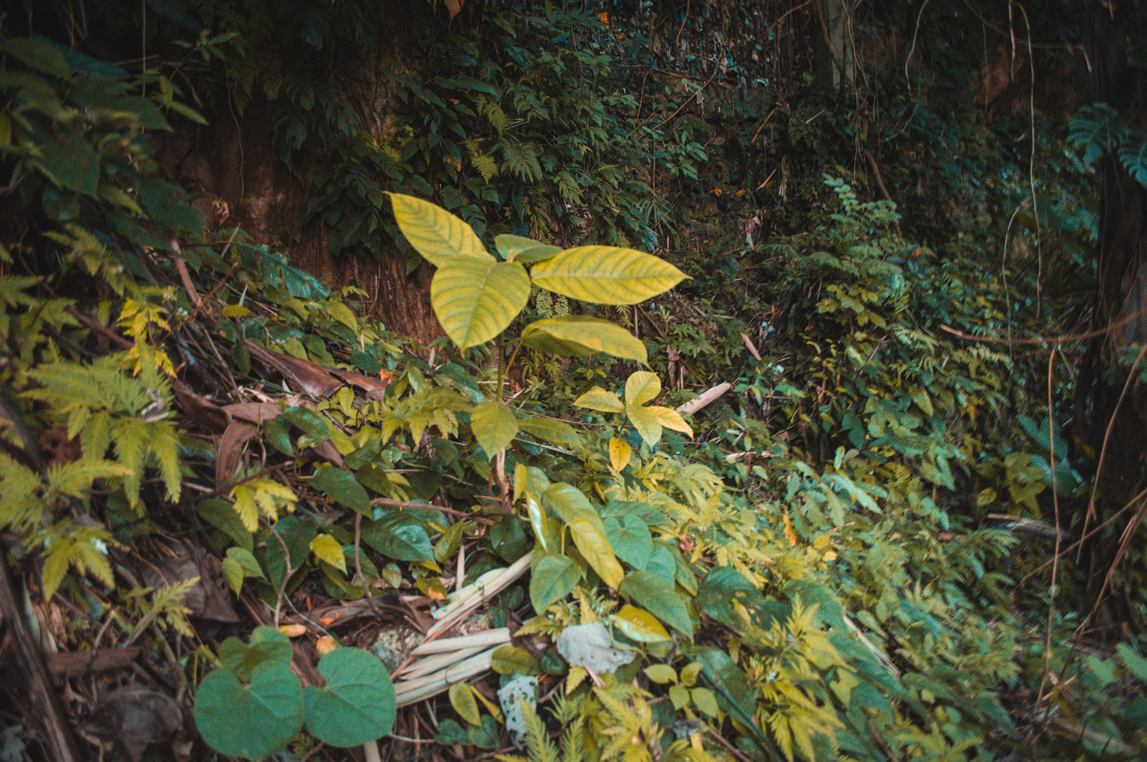 DSC_1527.jpg
