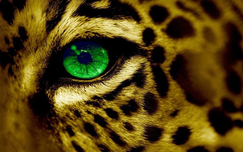 jaguareyewallpaper477788.jpg