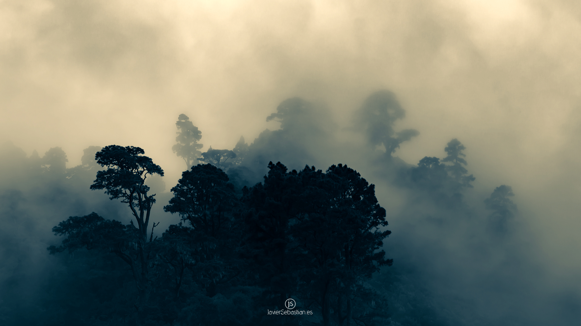 Bosque_en_Niebla_Garafia_LaPalma_javiersebastian_MG_9900.jpg