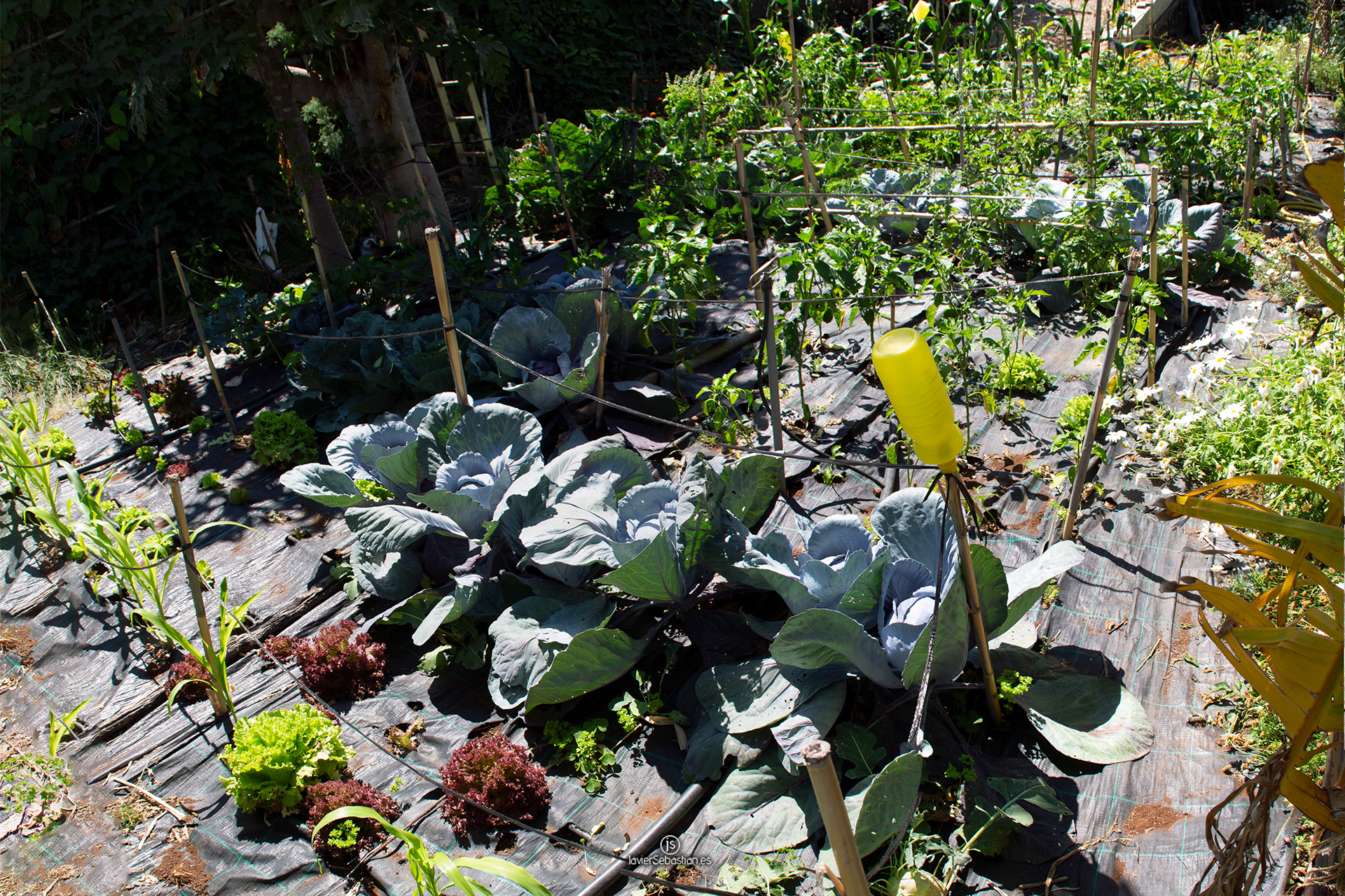ecologic_goyos_garden_3.jpg