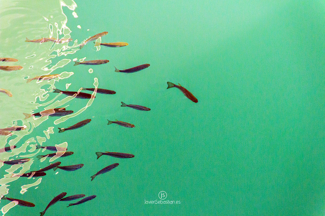 Peces_marina_LaPalma_IMG_0660.png