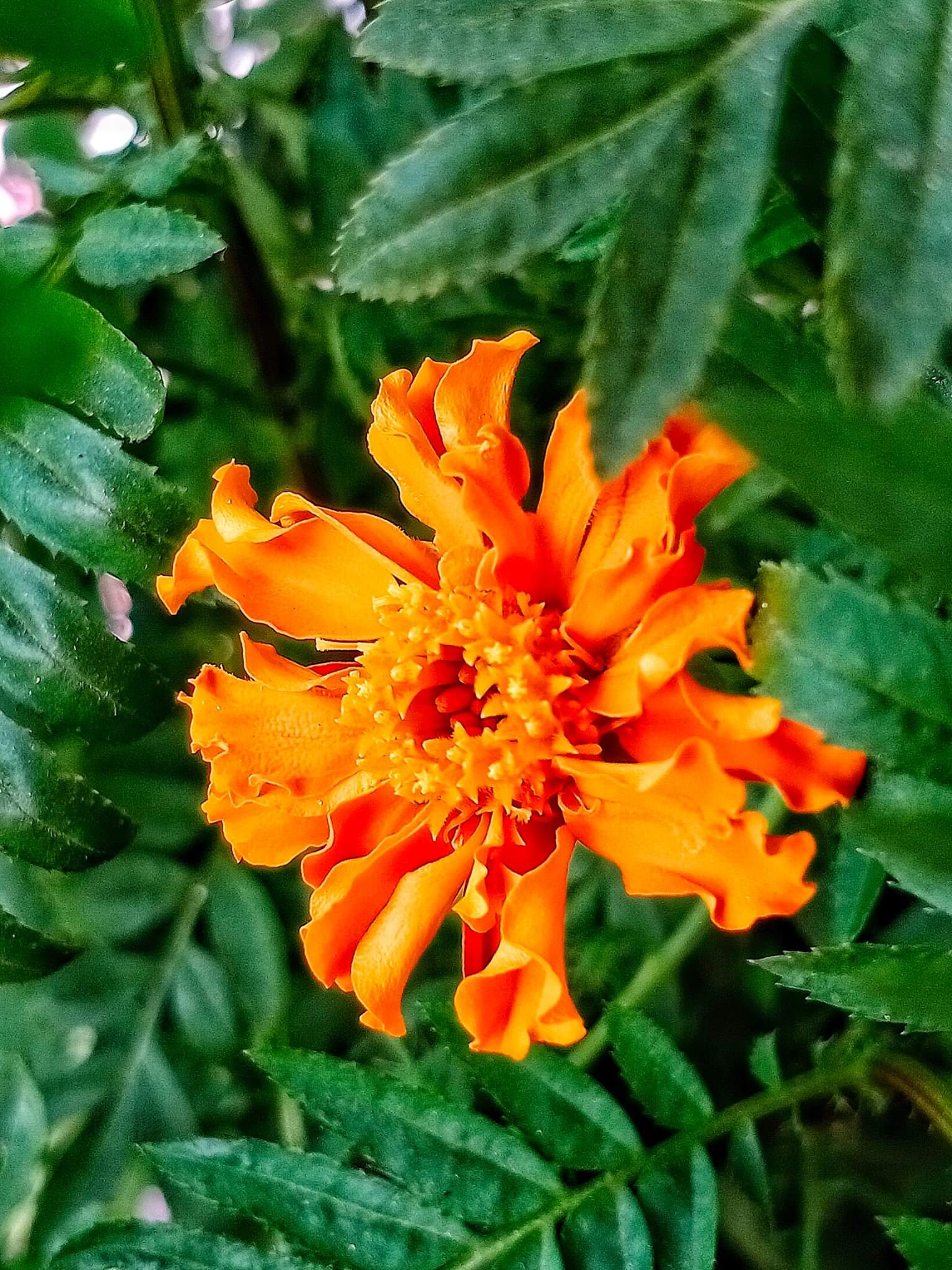 72720512_663516730806490_7461977395822592_o.jpg