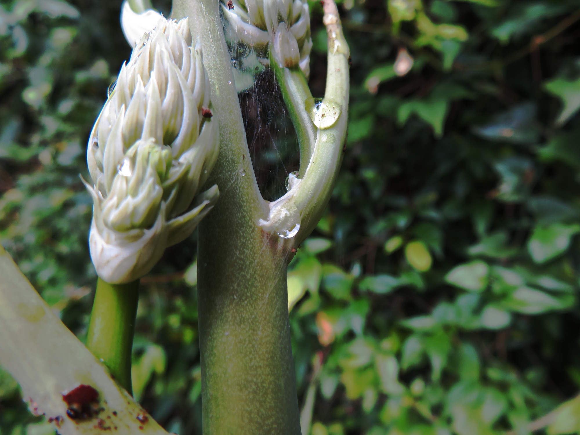 6147Aloesomaliensis_Bud.JPG