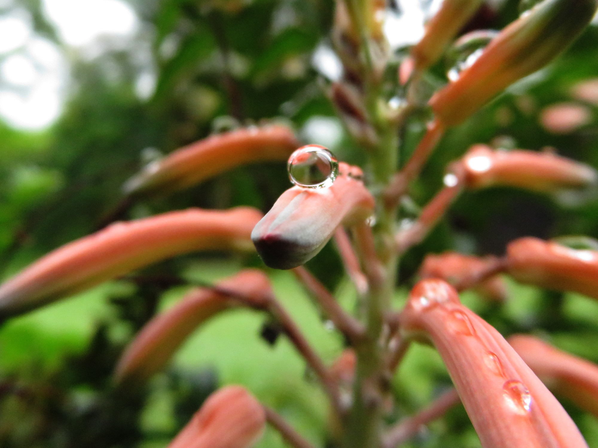 6138RainDroplet.JPG