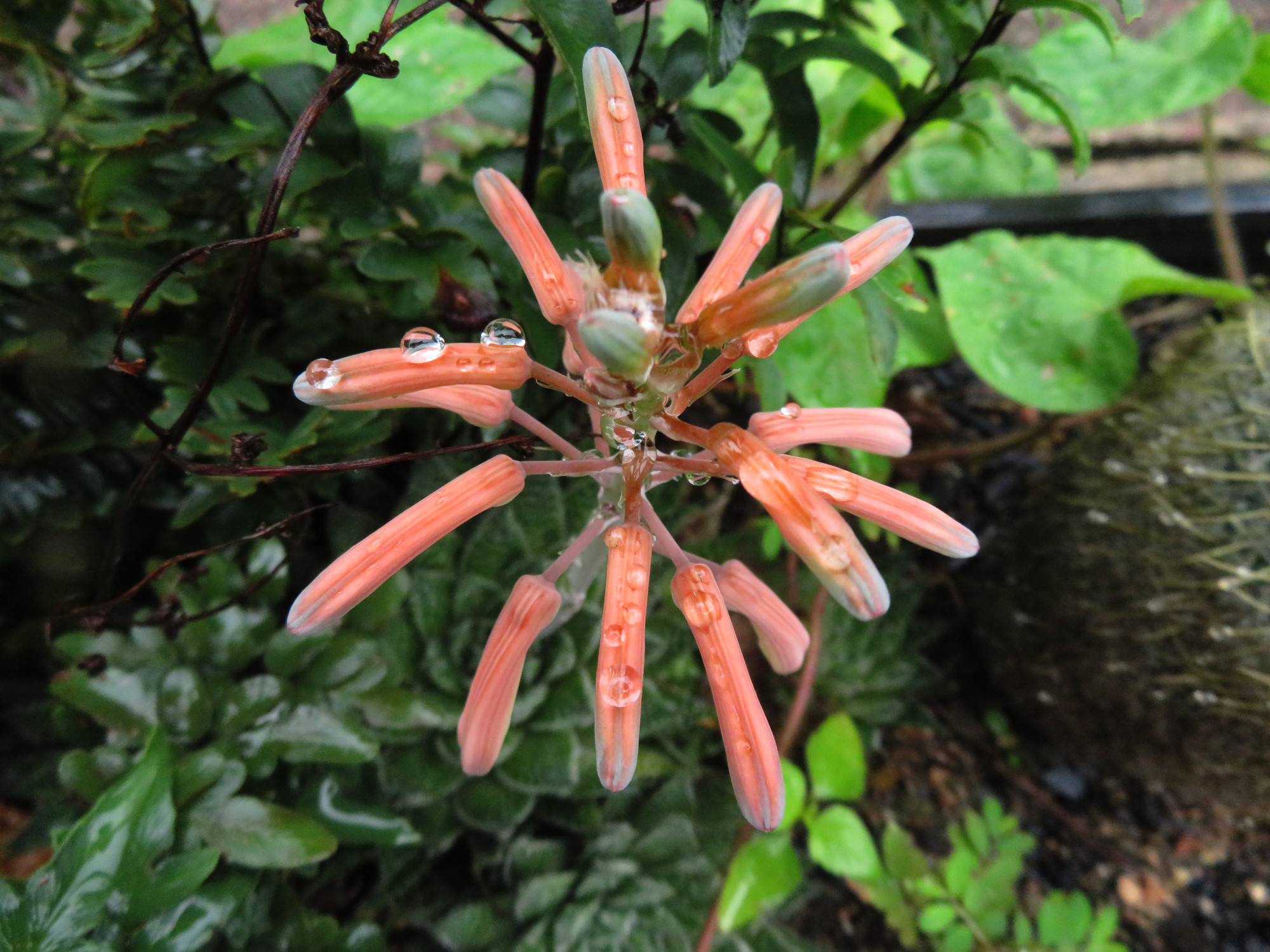 6139Aloe_maculata.JPG