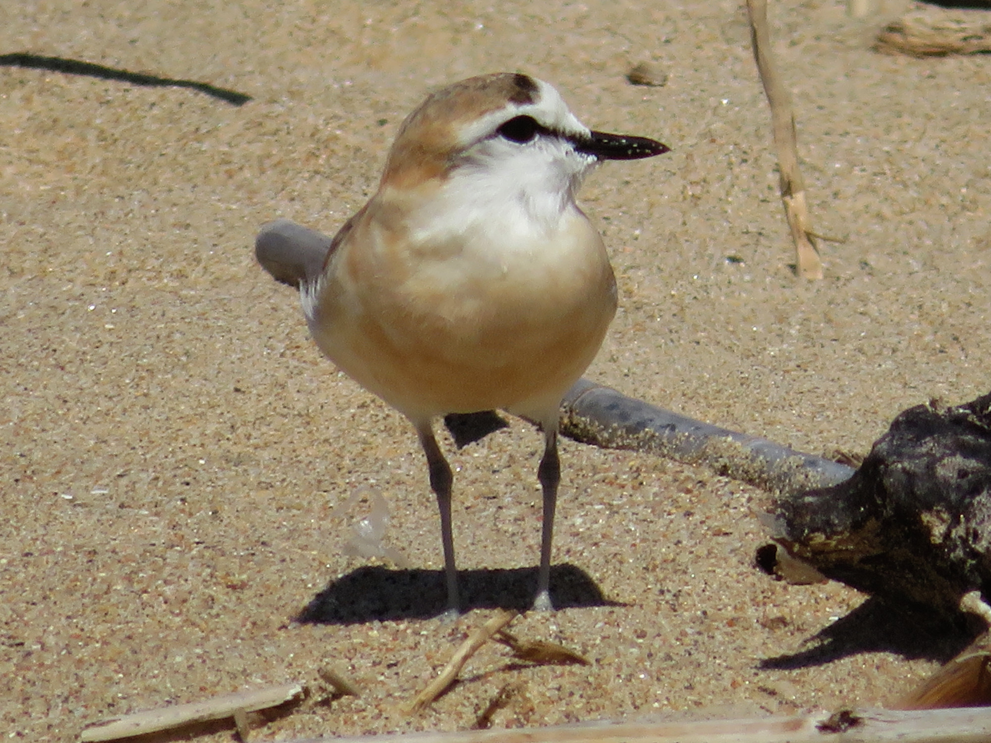 6327Whitefronted_Plover.JPG