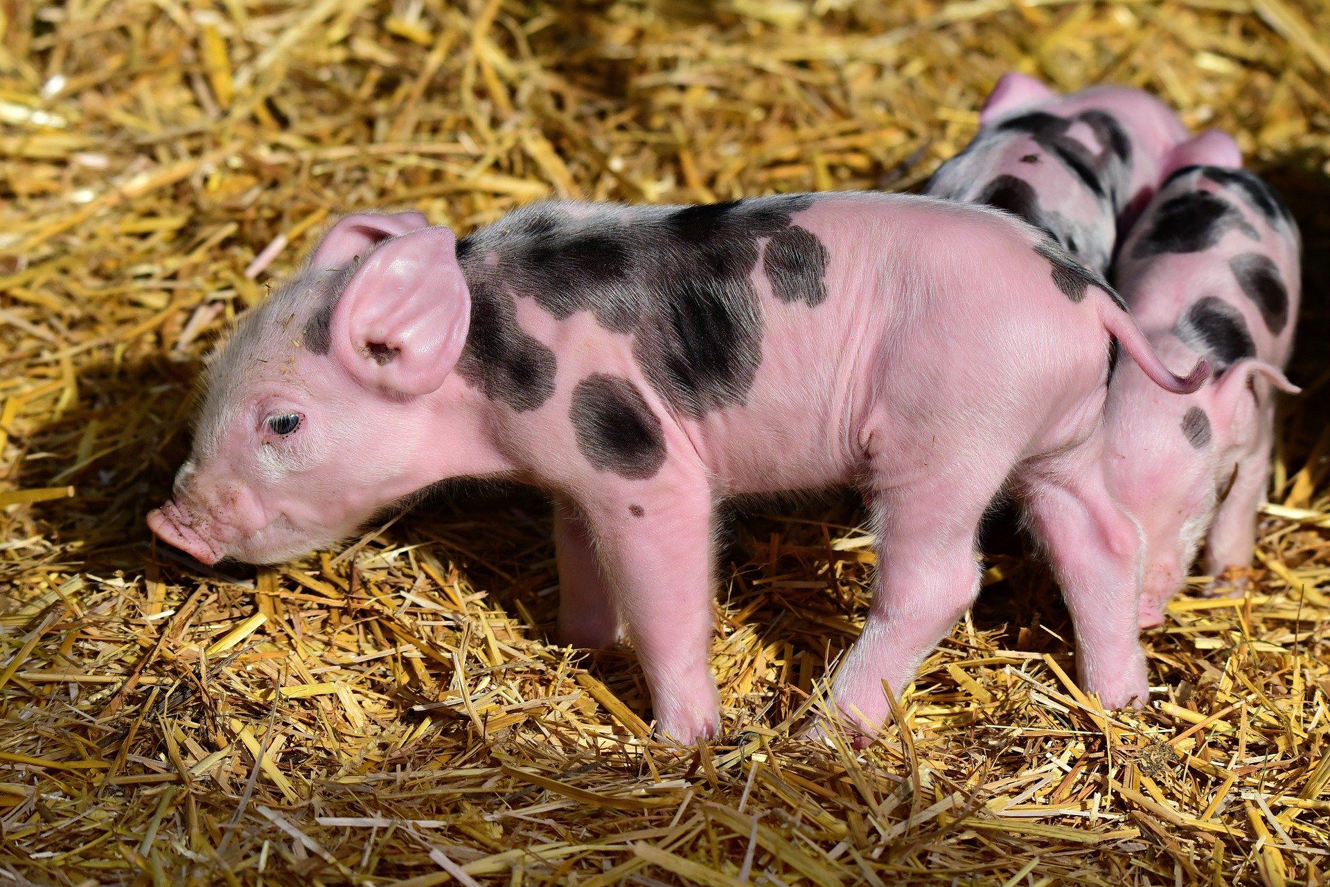 piglet3741877_1920.jpg