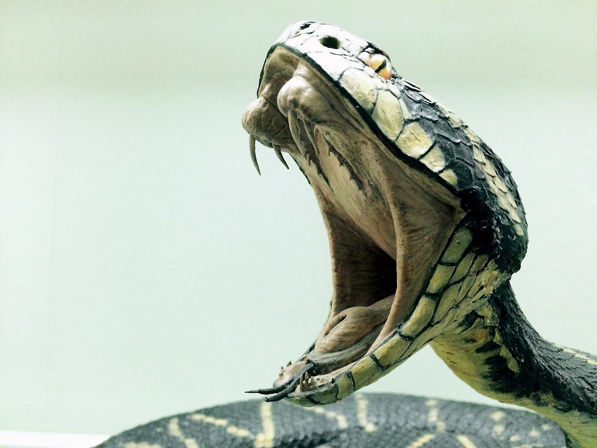 snake1974382_1920.jpg