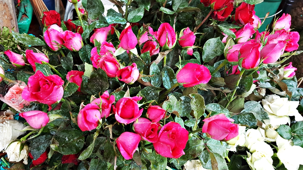 pink roses.jpg