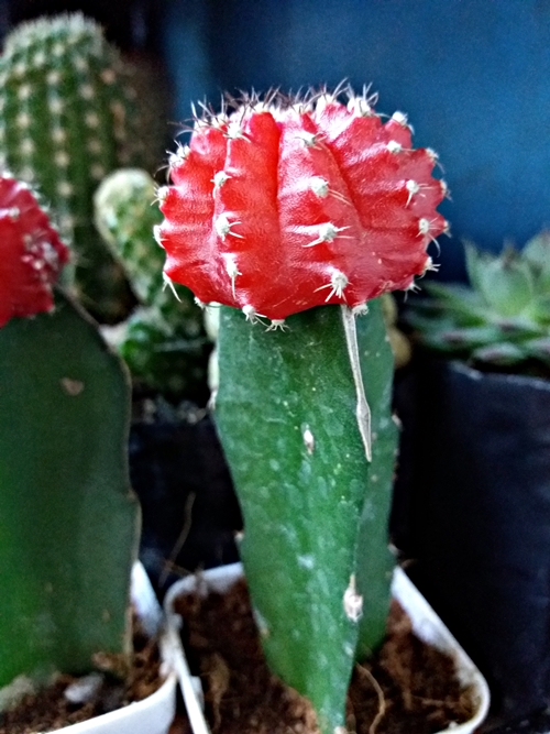 20190309_071745.jpg
