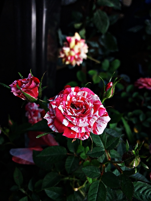 20190309_065314.jpg