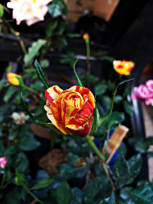 20190309_065122.jpg