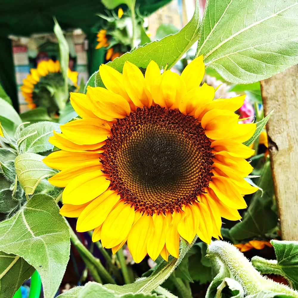 sun flower.jpg