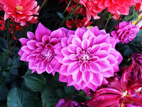 20190309_065004.jpg