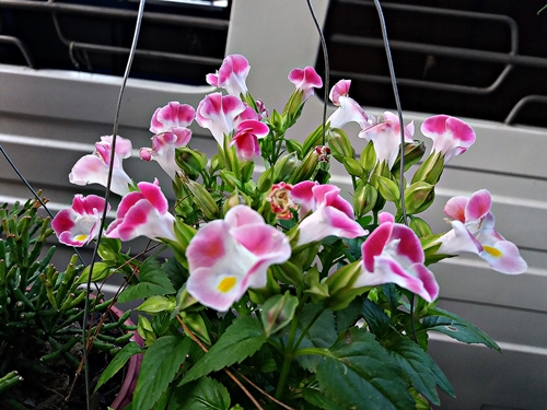20190309_071122.jpg