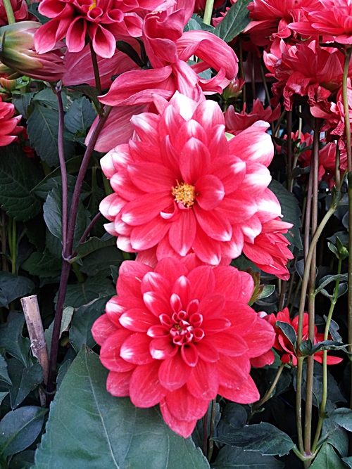 20190309_065022.jpg