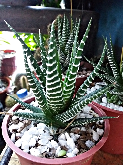 20190309_071858.jpg