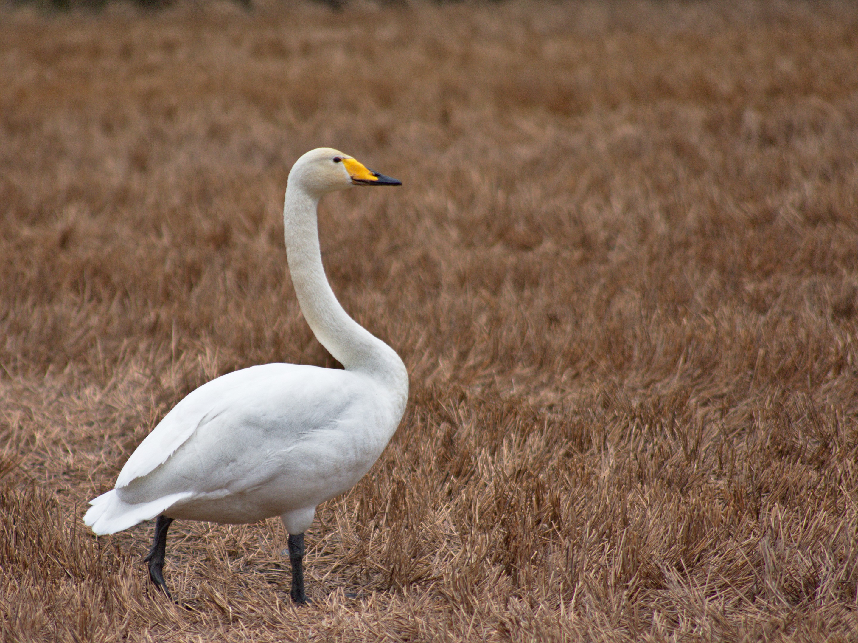 DSC_0163.jpg
