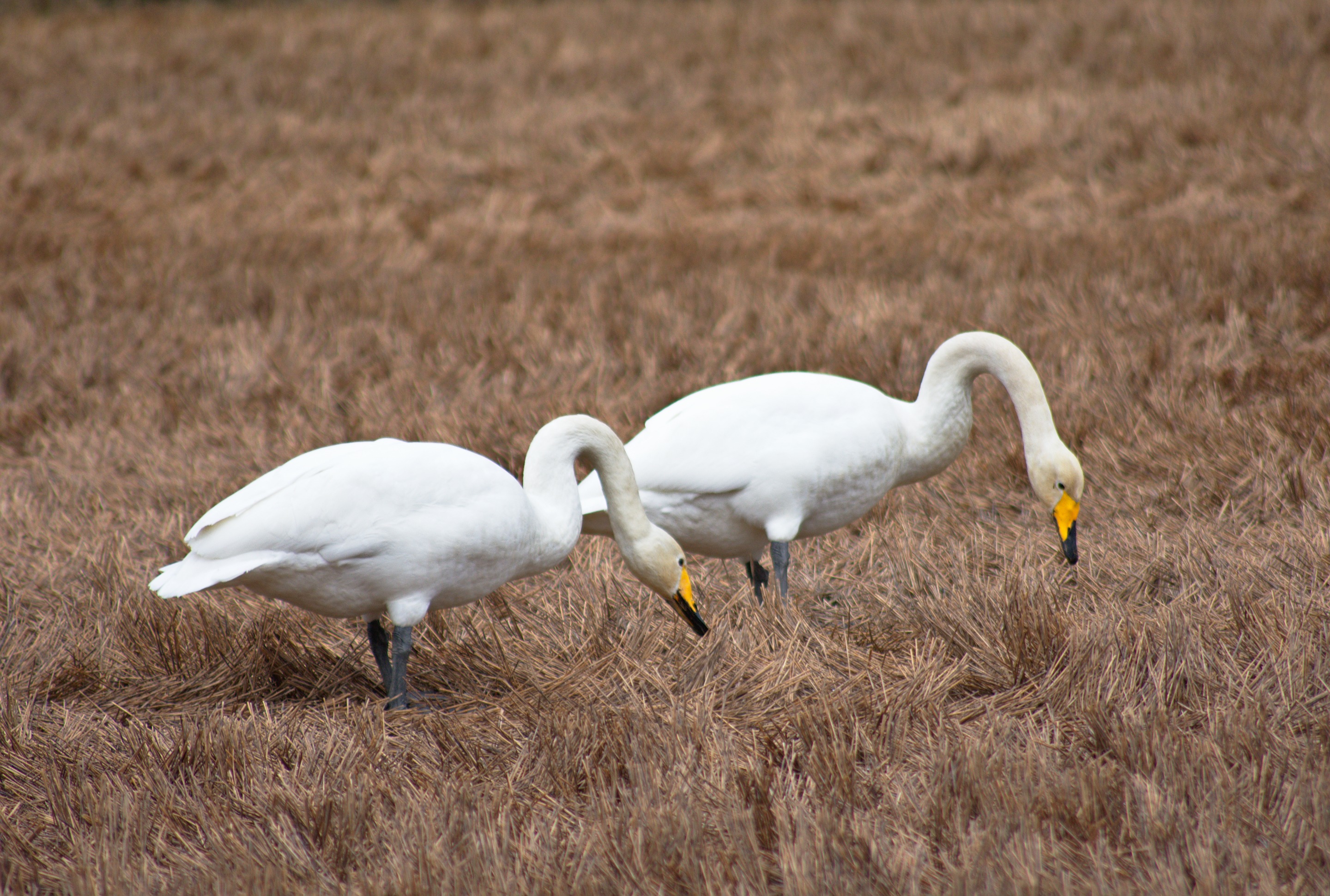 DSC_0157_01.jpg