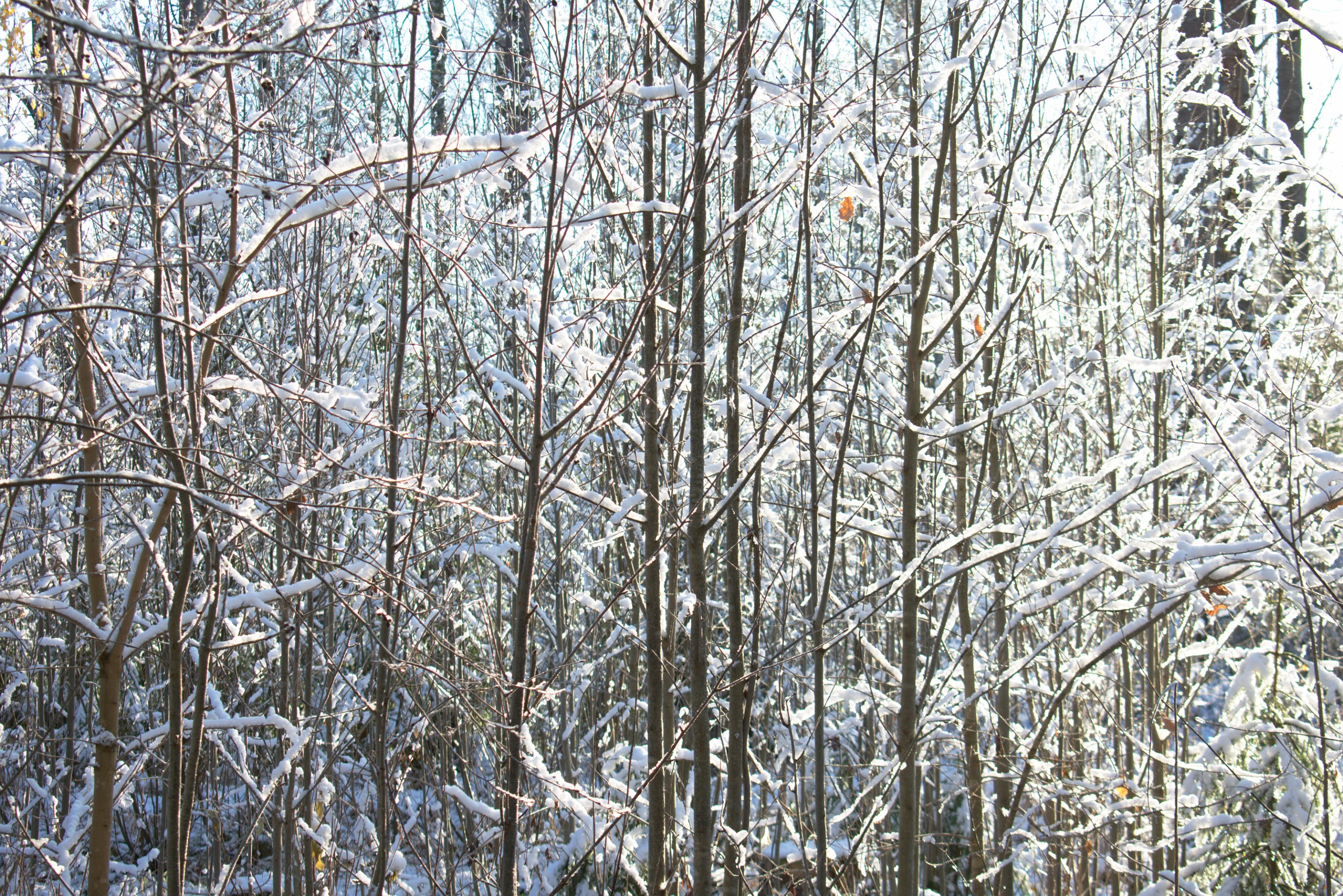 DSC_0502.jpg
