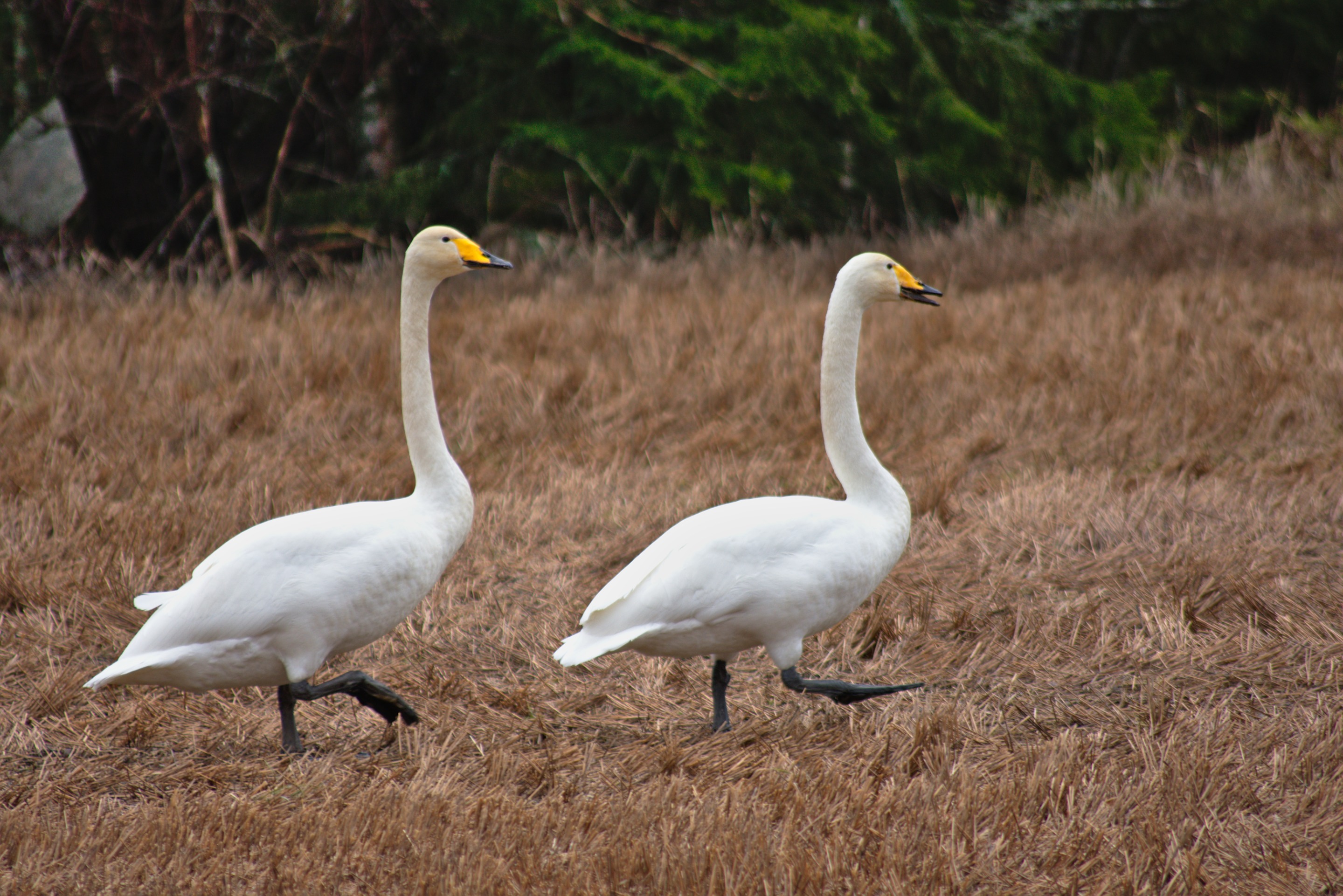DSC_0168.jpg