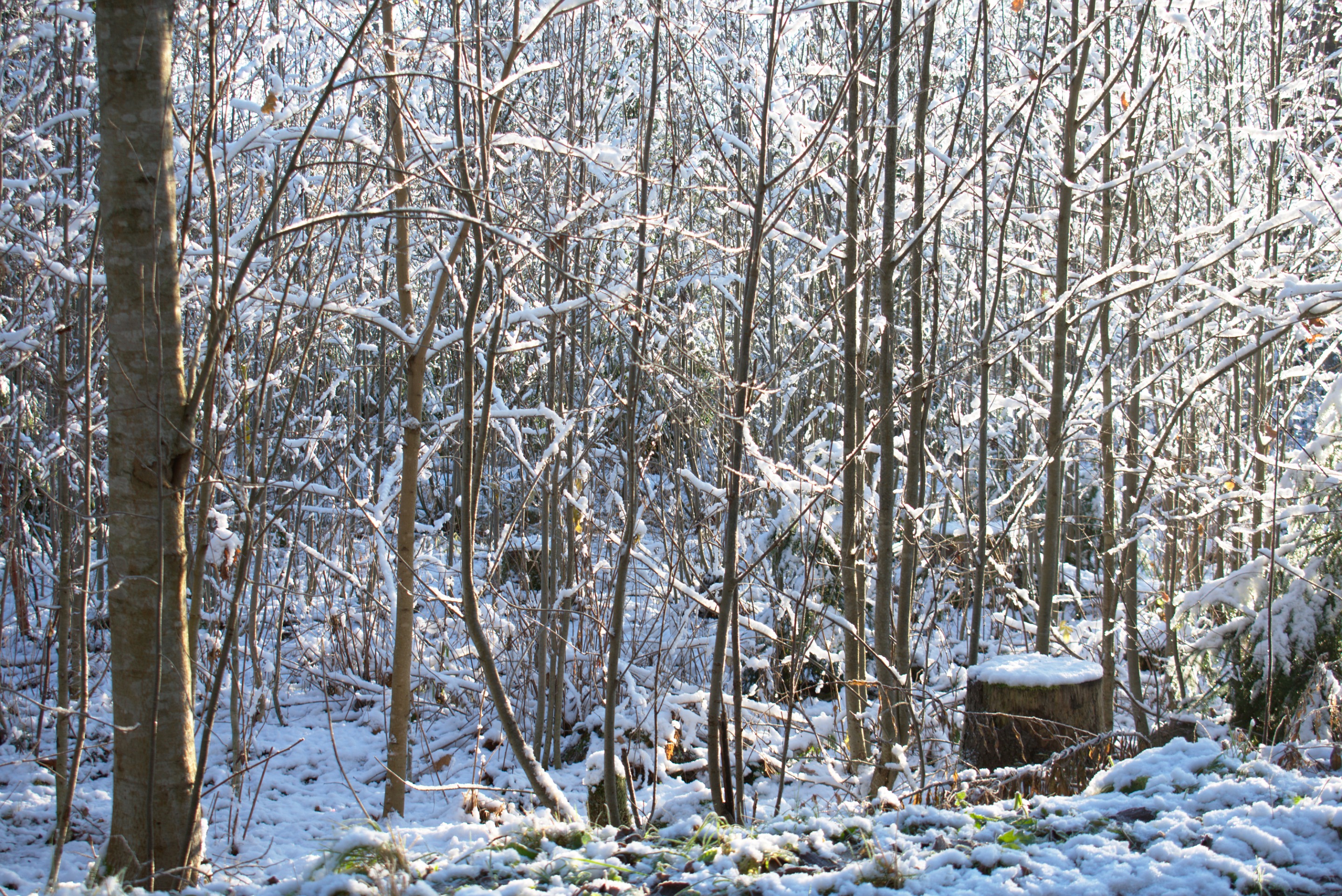DSC_0501.jpg